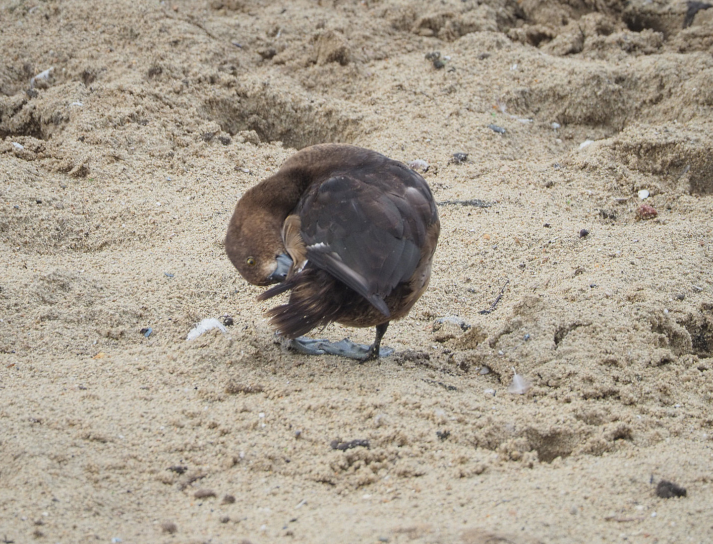 Wild juvenile Tufted duck (Aythya fuligula), 2022-09-15