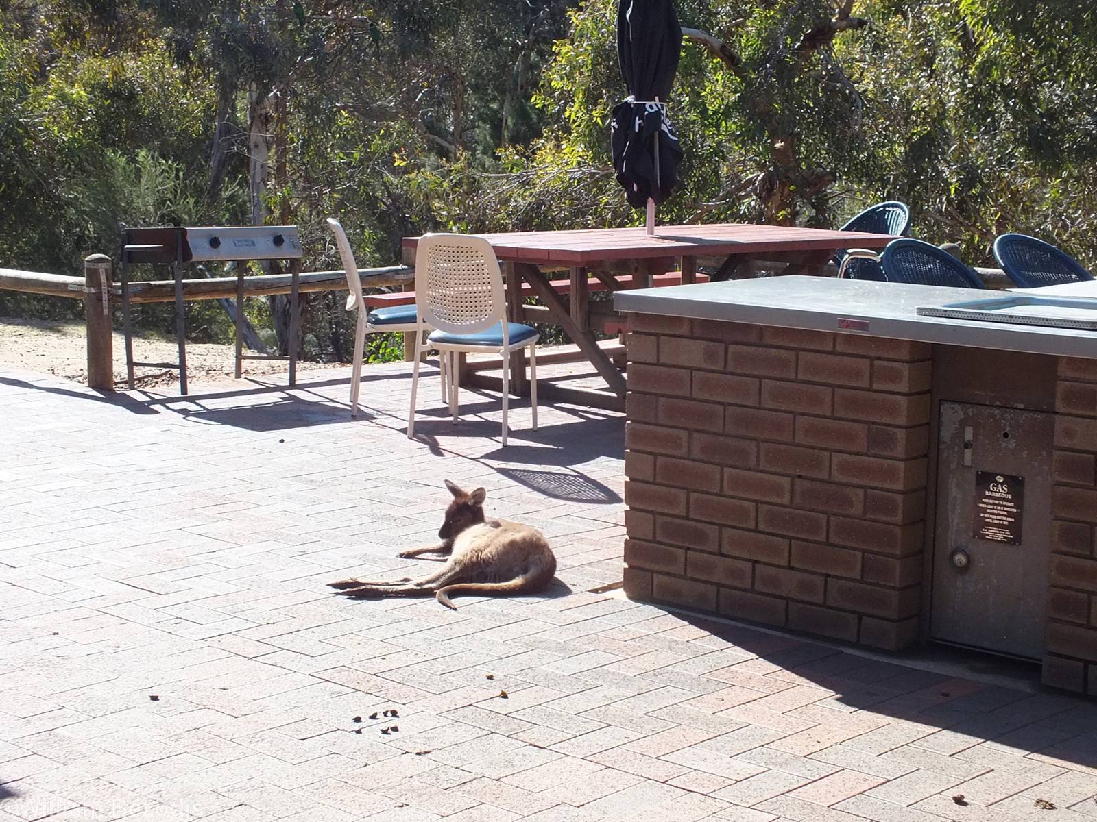 Wild Kangaroo in a Restaurant