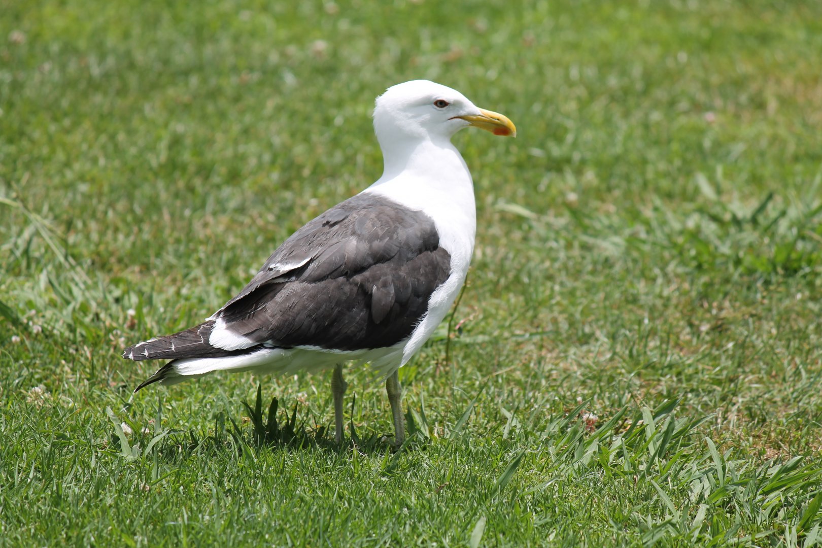 Wild Kelp Gull (2012)