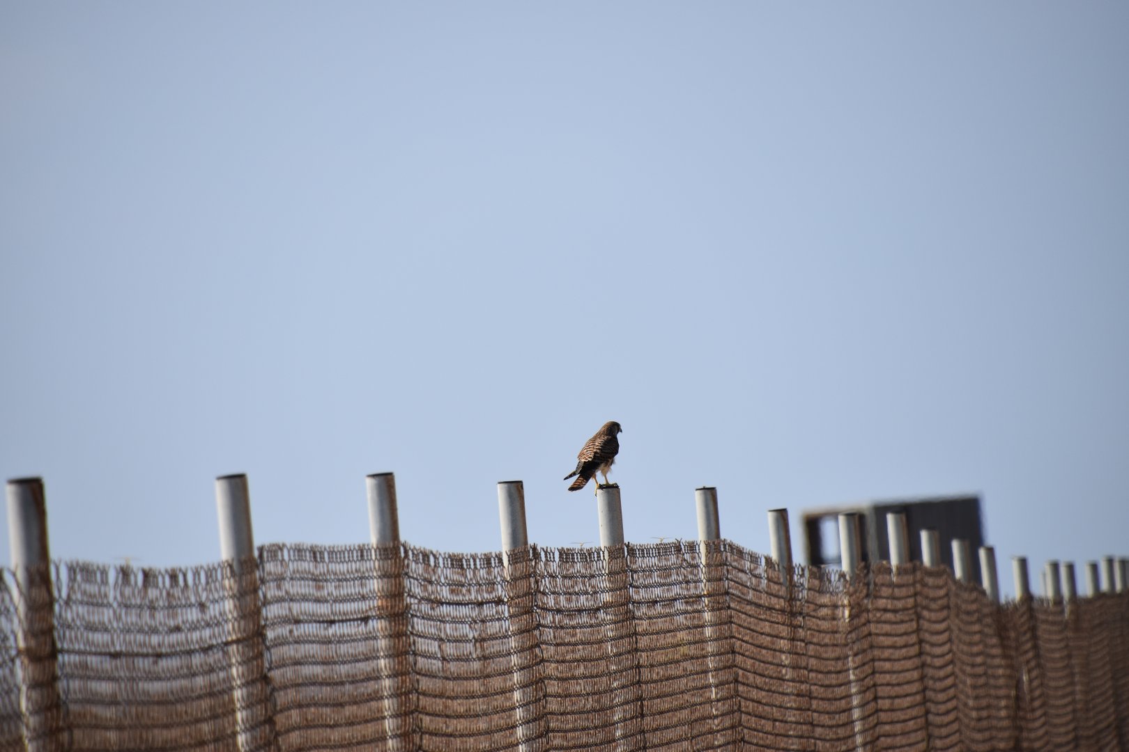 Wild kestrel on the grounds