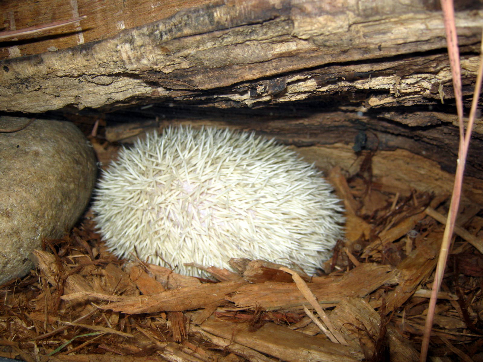 Wild Kingdom Pavillion-Albino Hedgehog