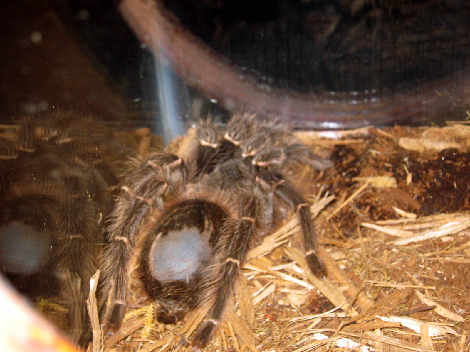 Wild Kingdom Pavillion-Bird-eating Spider