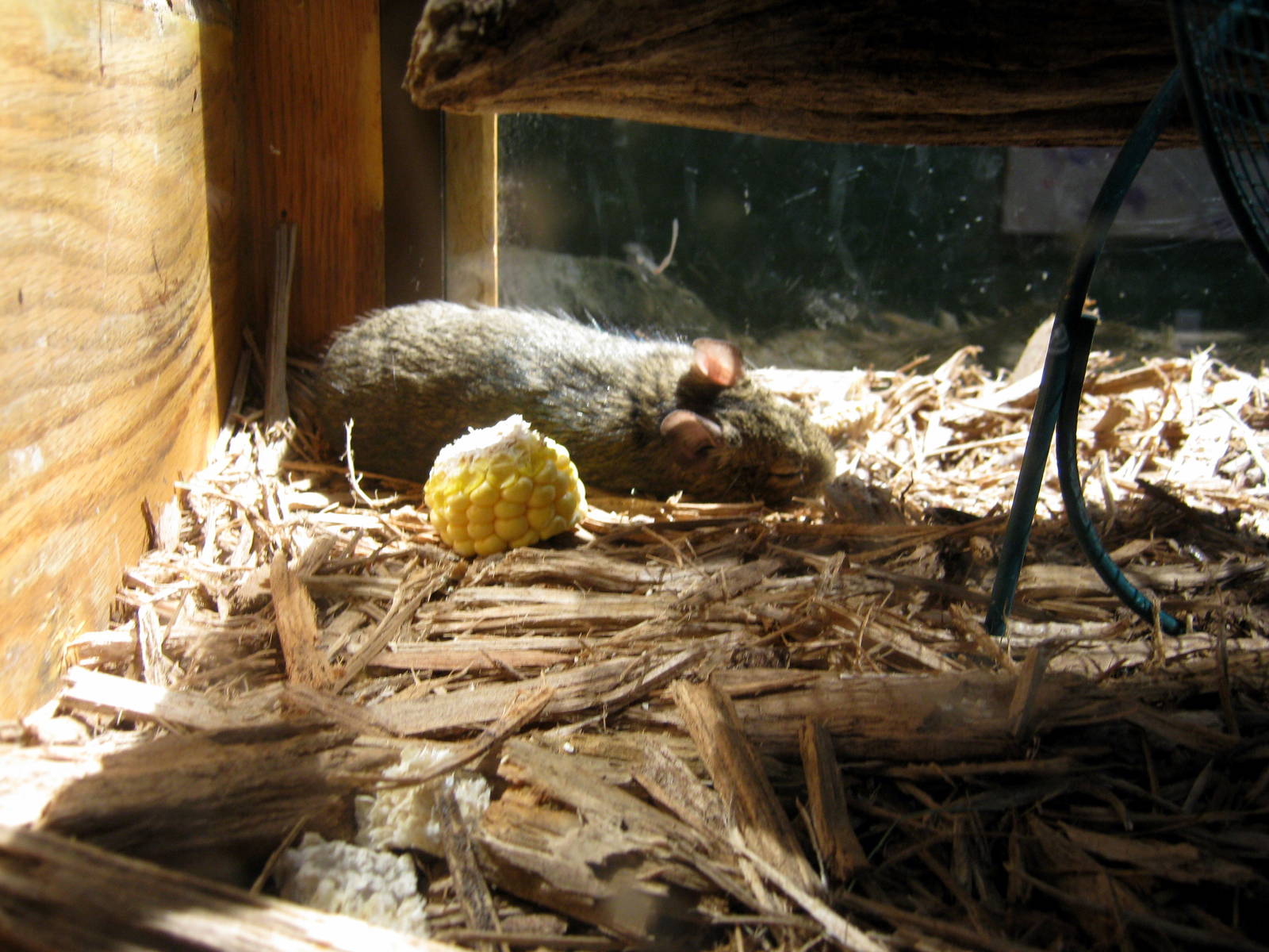 Wild Kingdom Pavillion-Degu