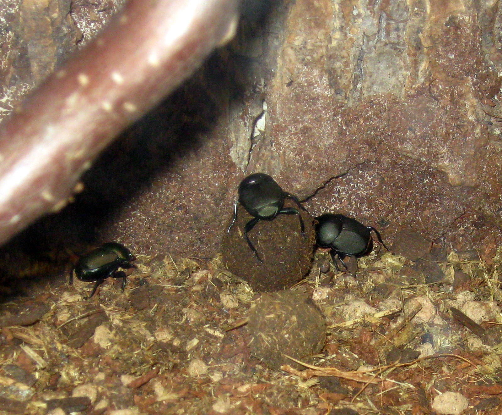 Wild Kingdom Pavillion-Dung Beetles