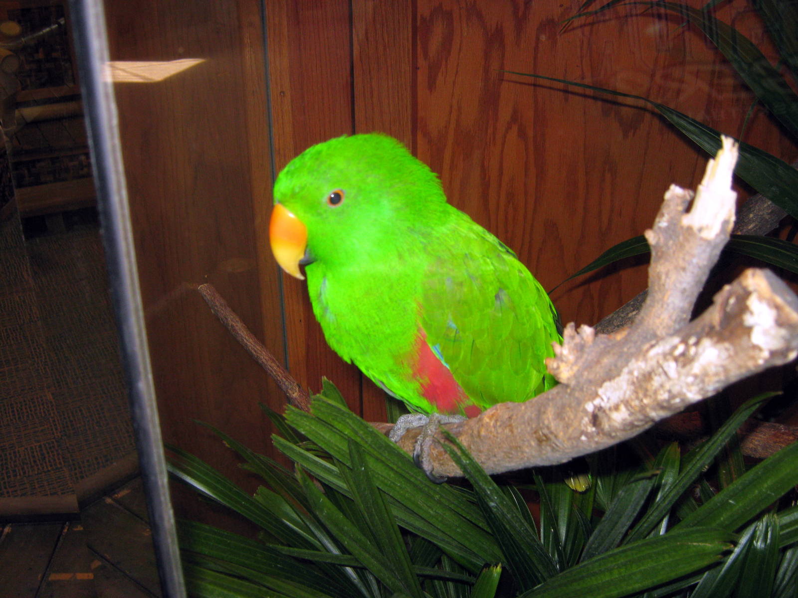Wild Kingdom Pavillion-Eclectus Parrot