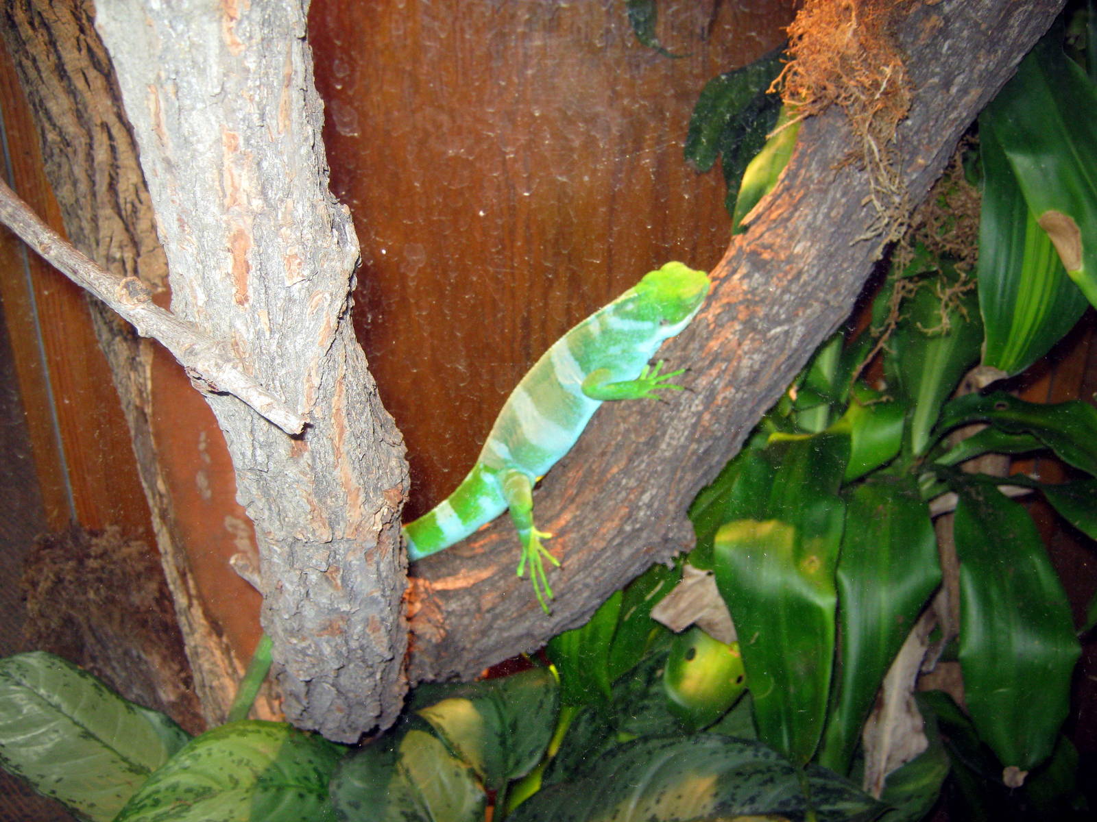 Wild Kingdom Pavillion-Fiji Banded Iguana
