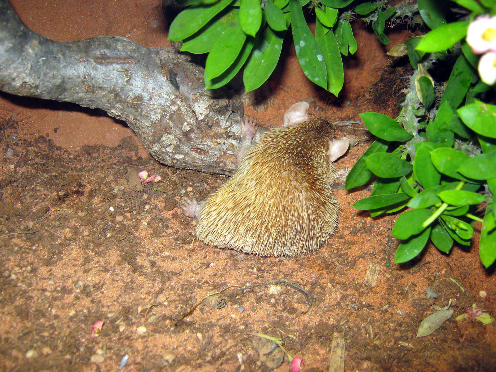 Wild Kingdom Pavillion-Hedgehog Tenrec
