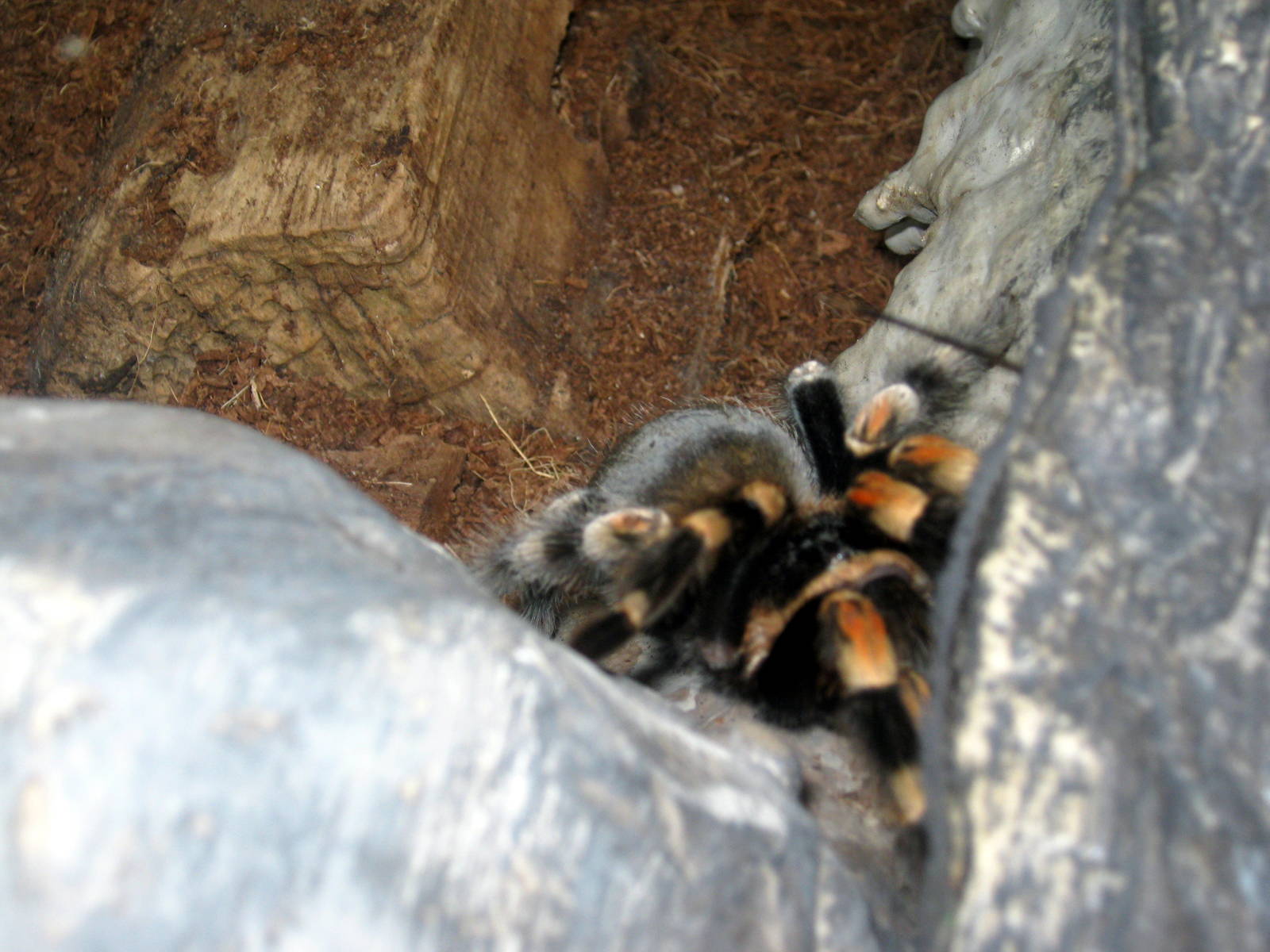 Wild Kingdom Pavillion-Red-knee Tarantula