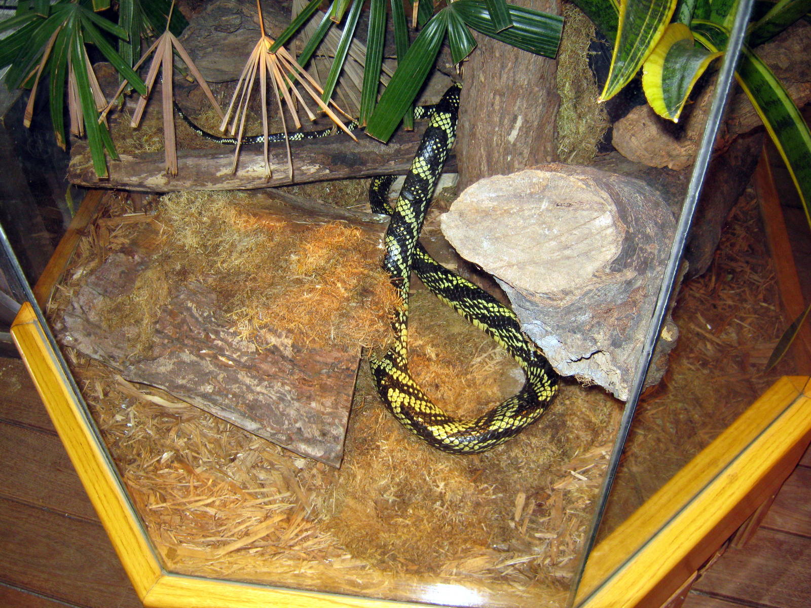 Wild Kingdom Pavillion-Tiger Rat Snake