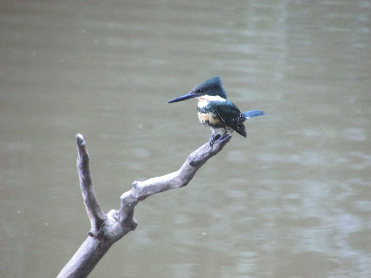 Wild kingfisher