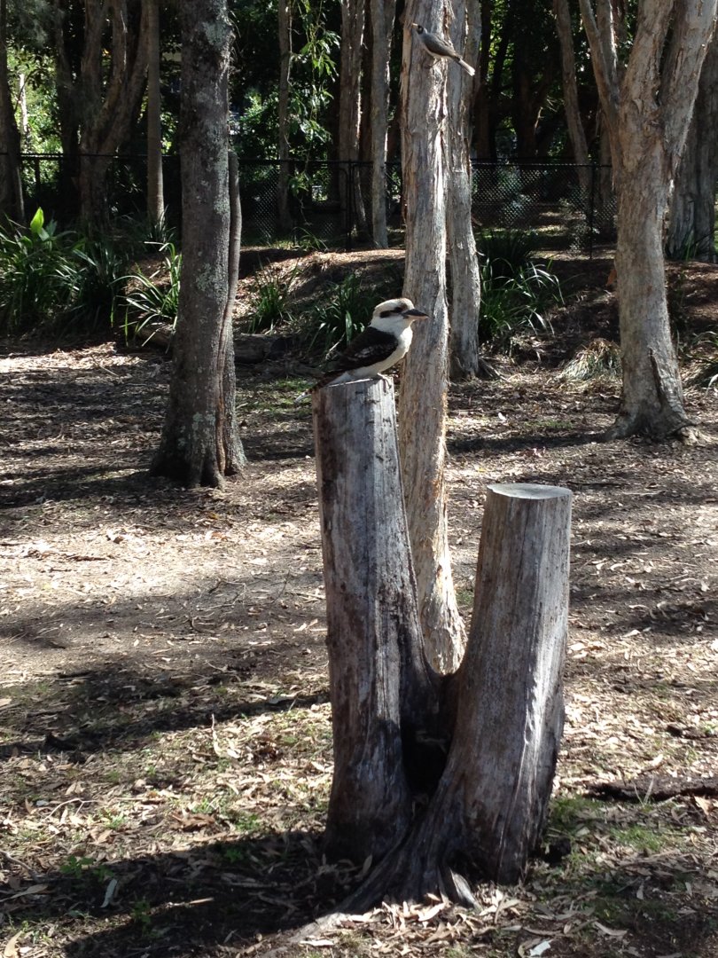Wild Kookaburra at Wallaby Way