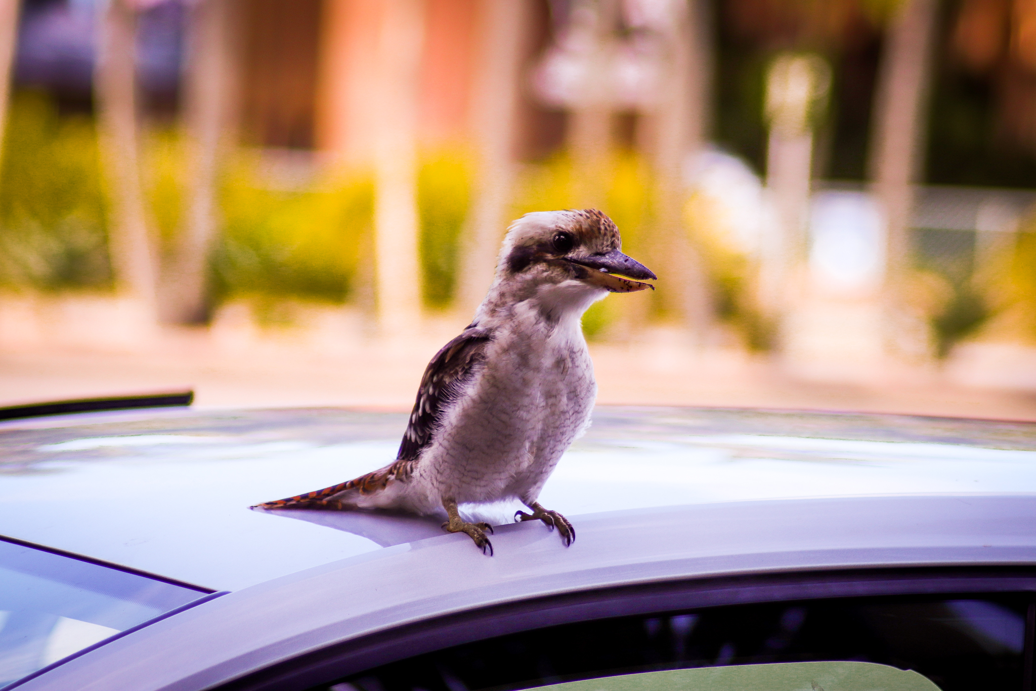 Wild Kookaburra on Car