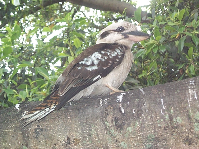 wild kookaburra