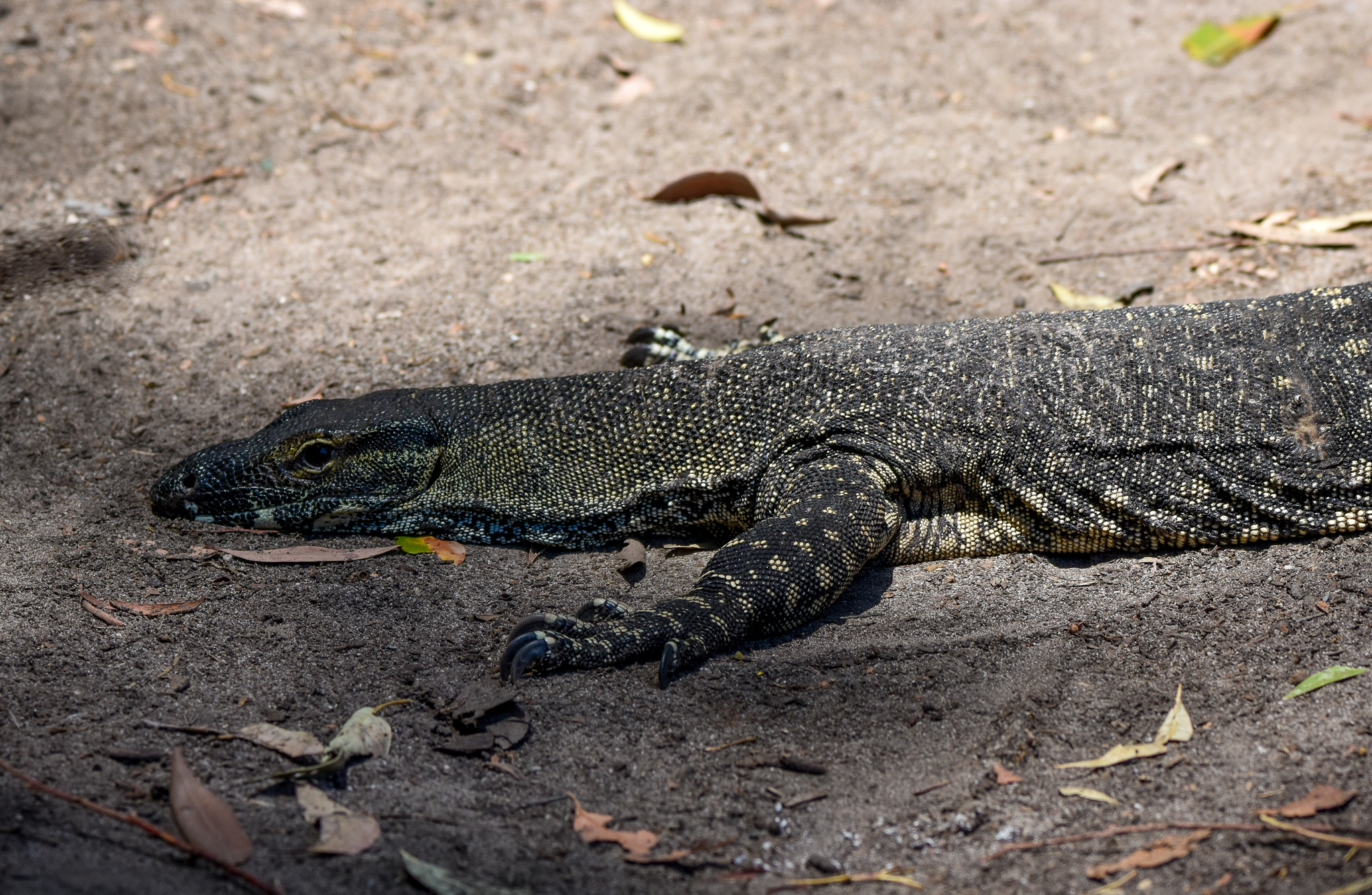 wild - Lace Monitor