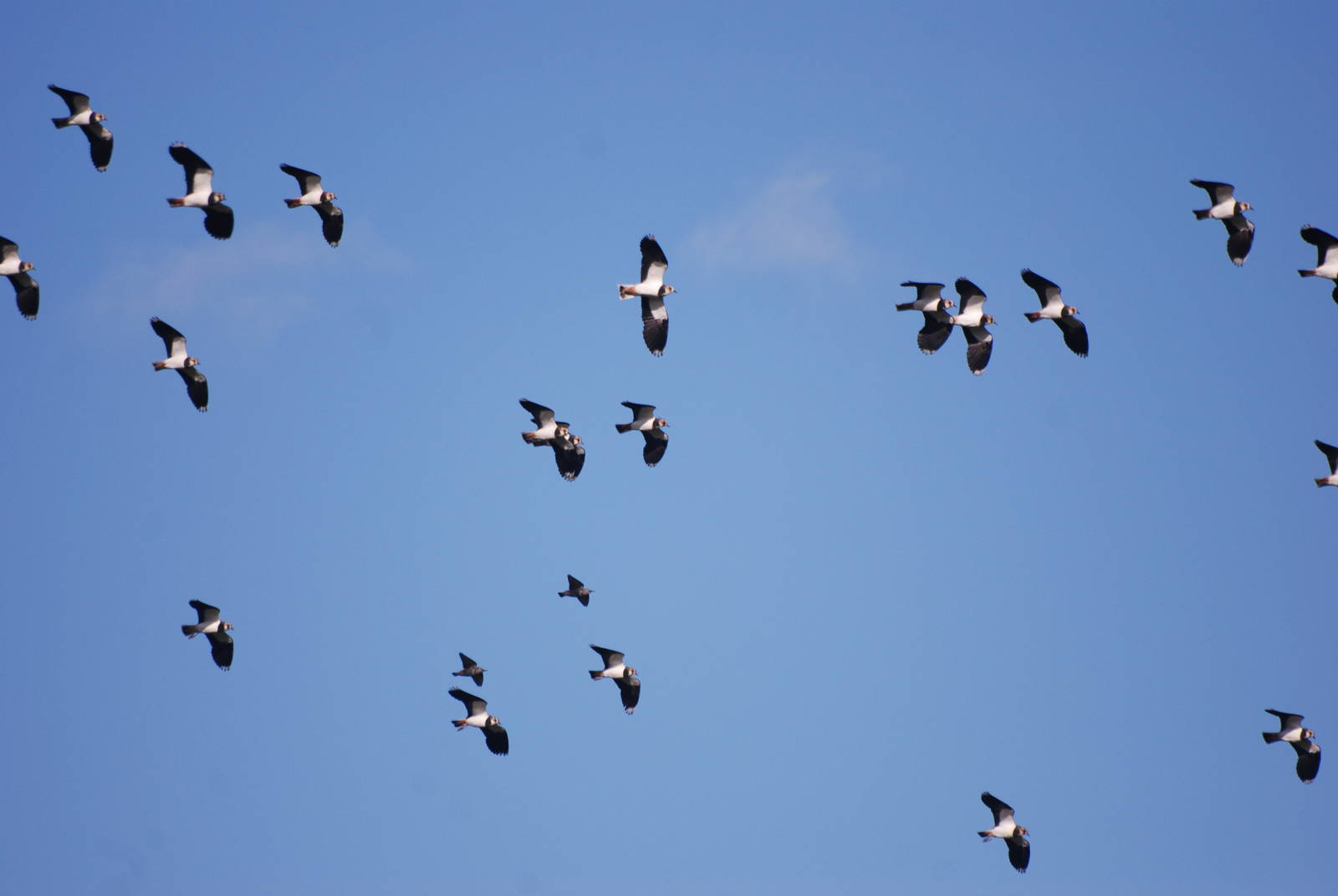 Wild Lapwings at Blackbrook, 28/10/11