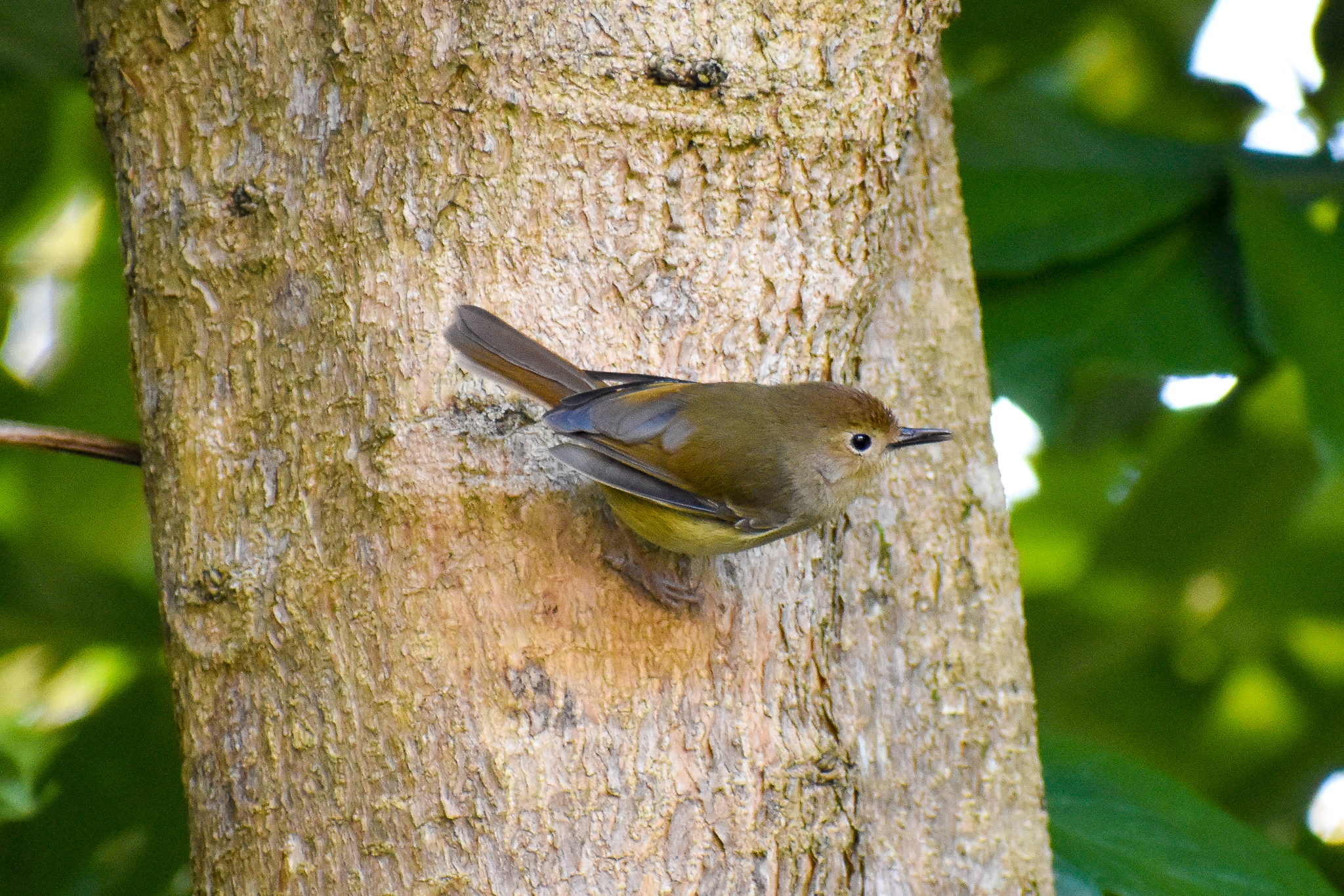 wild - Large-billed Scrubwren (Sericornis magnirostra)
