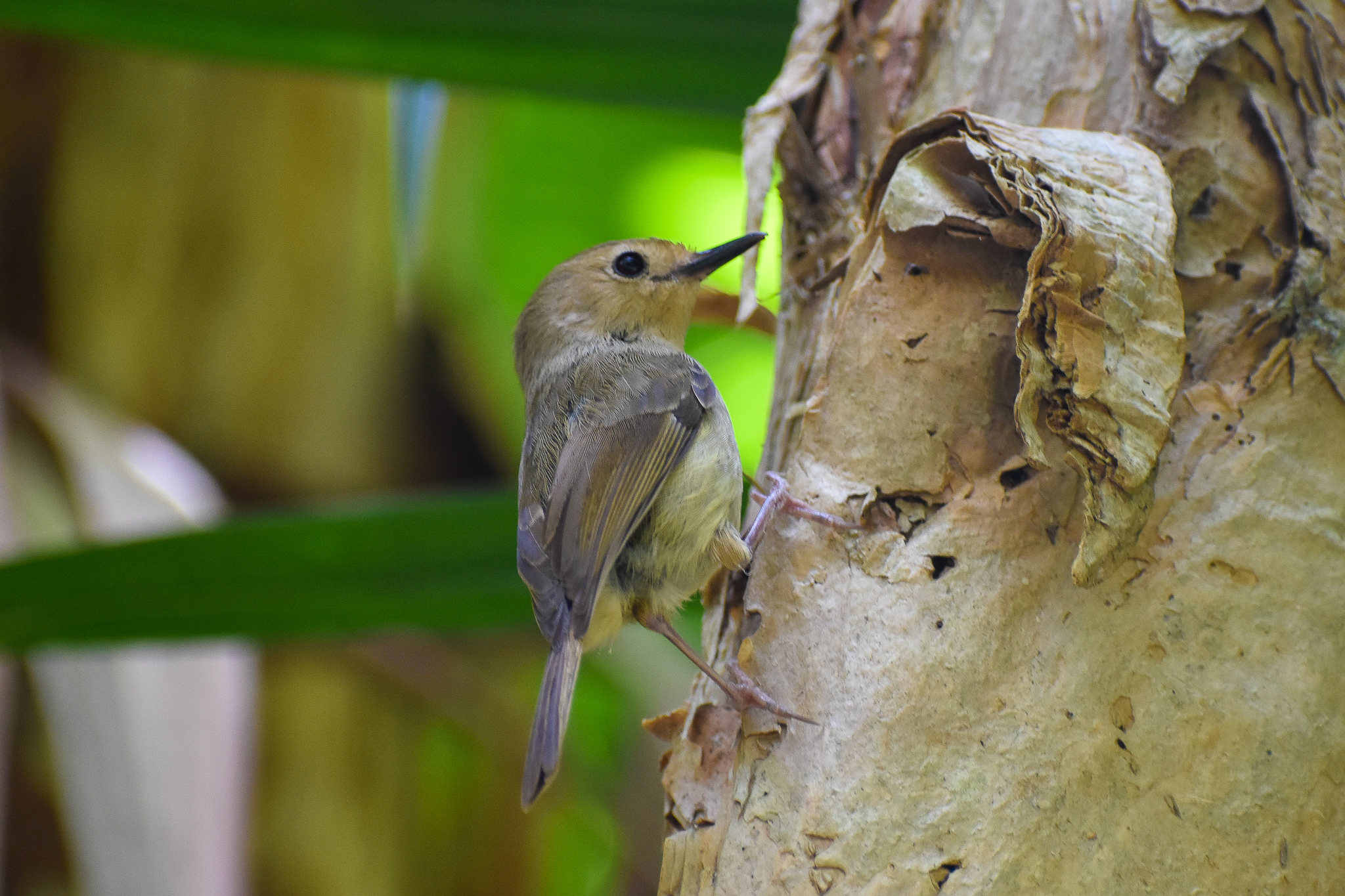 wild - Large-billed Scrubwren (Sericornis magnirostra)