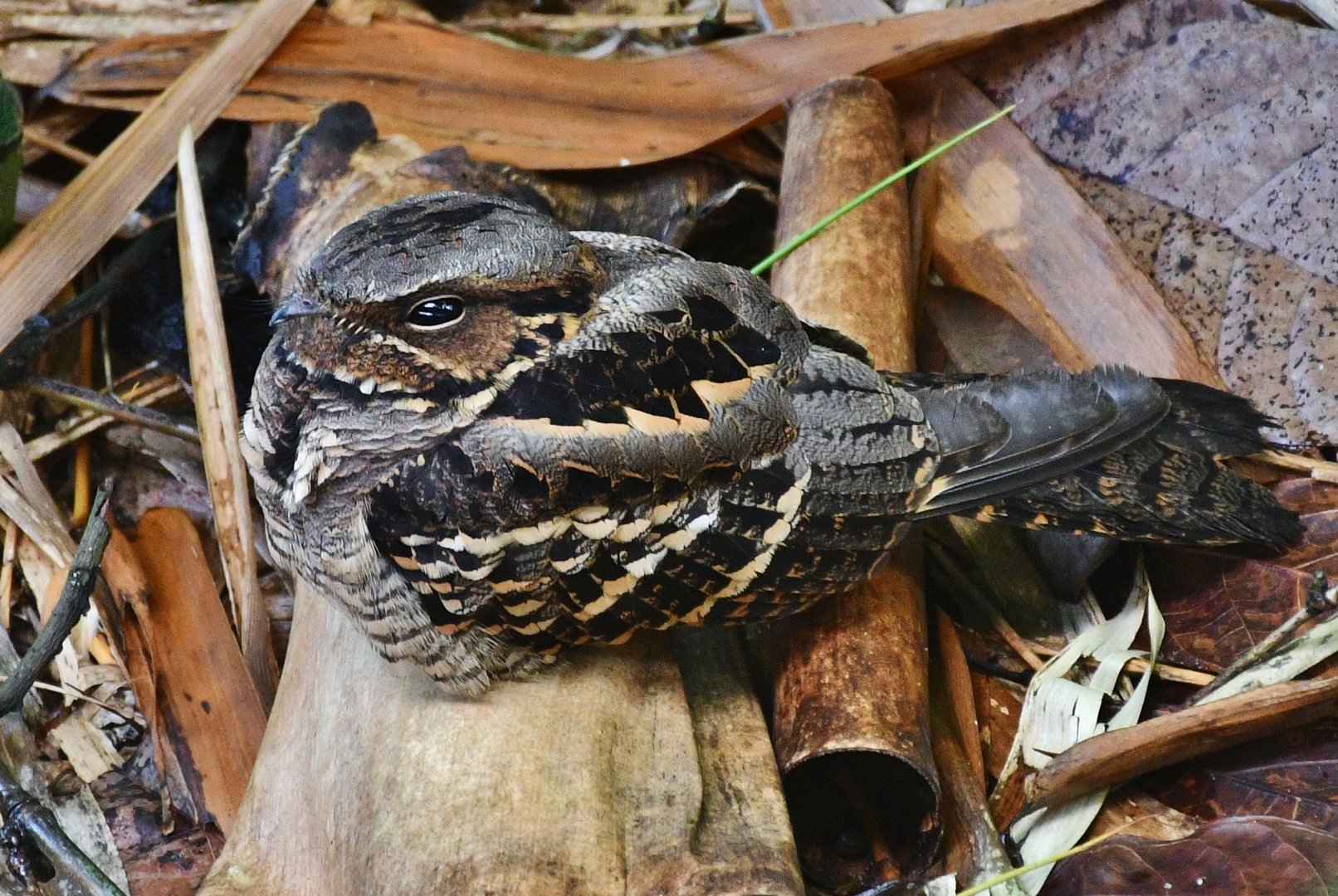 Wild Large-tailed Nightjar (Caprimulgus macrurus)