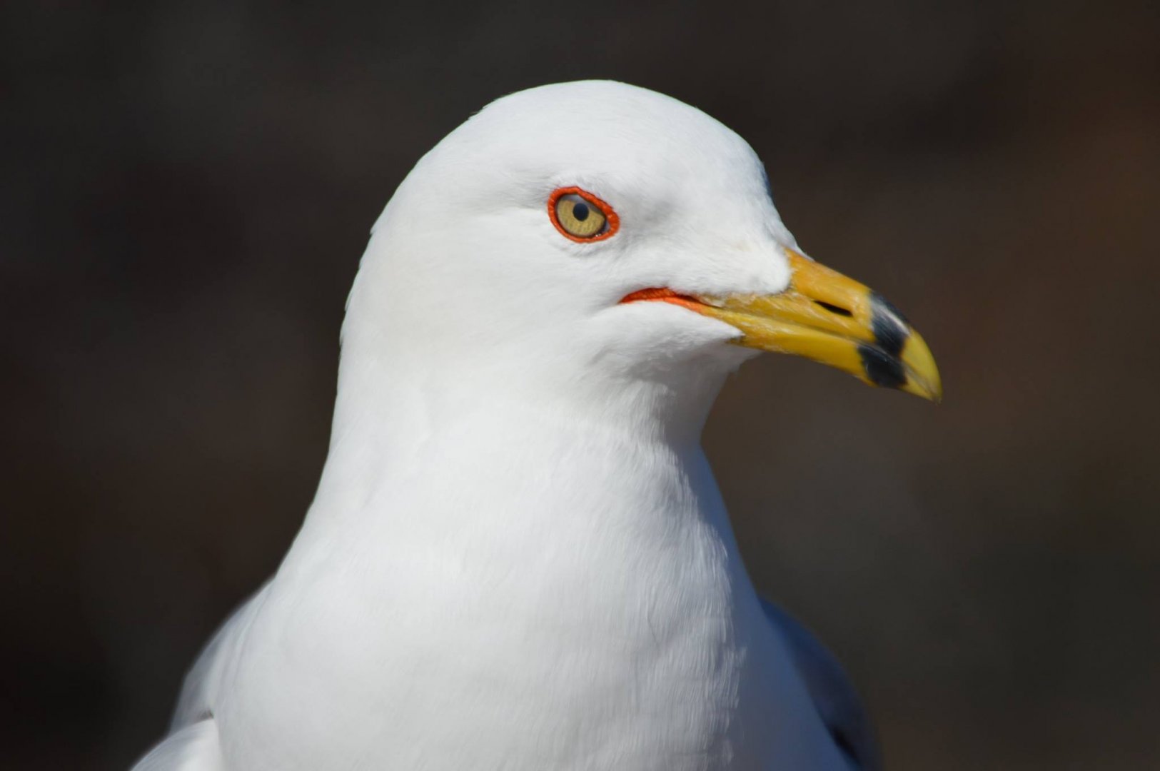 Wild Larus delawarensis