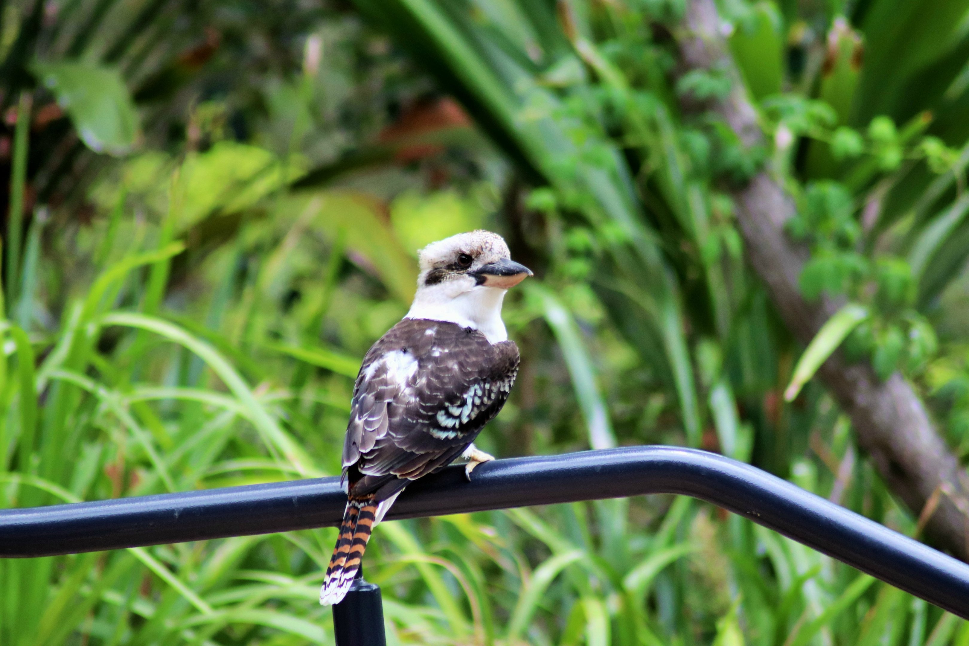 Wild Laughing Kookaburra (Dacelo novaeguineae)