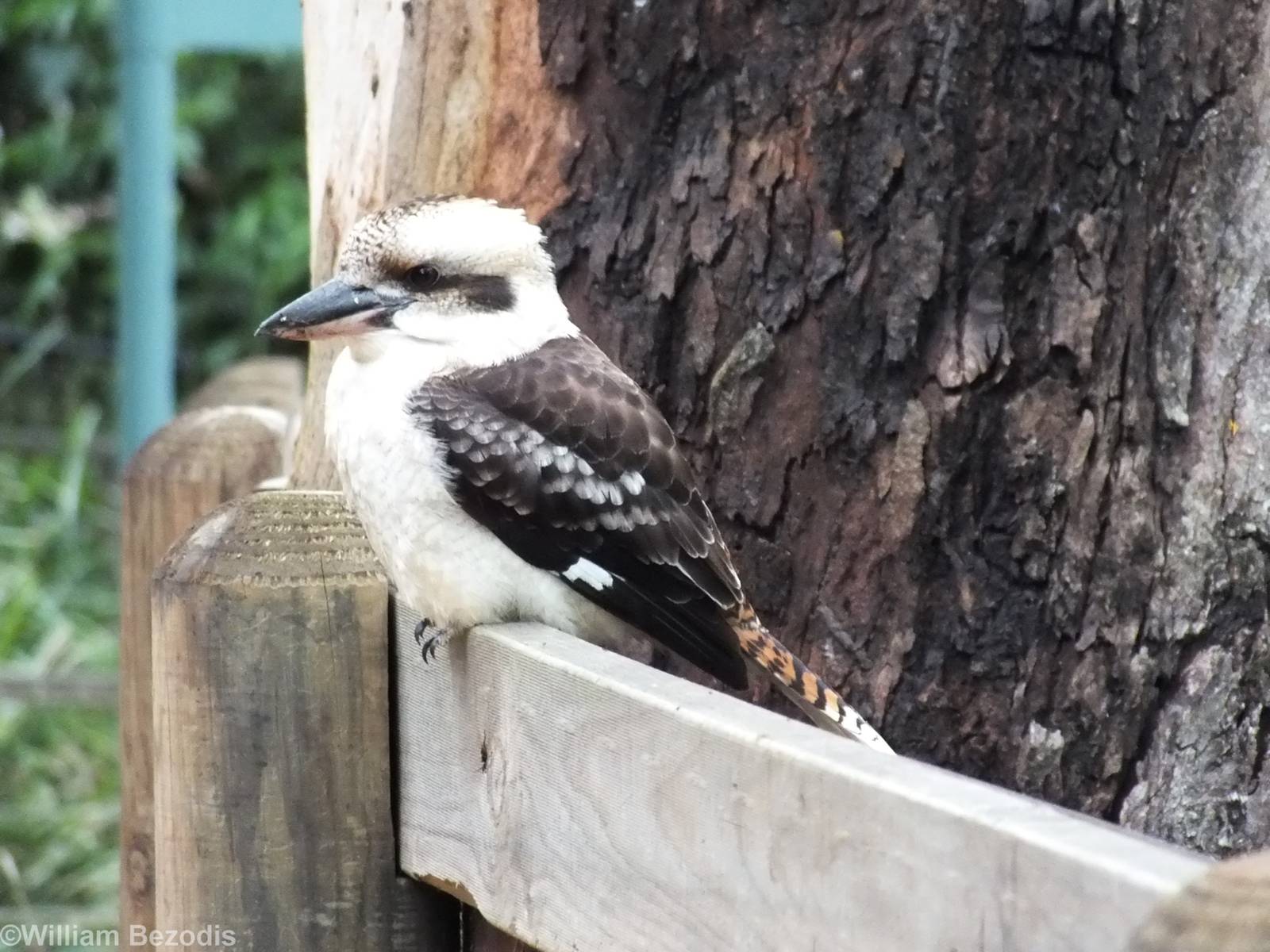 Wild Laughing Kookaburra