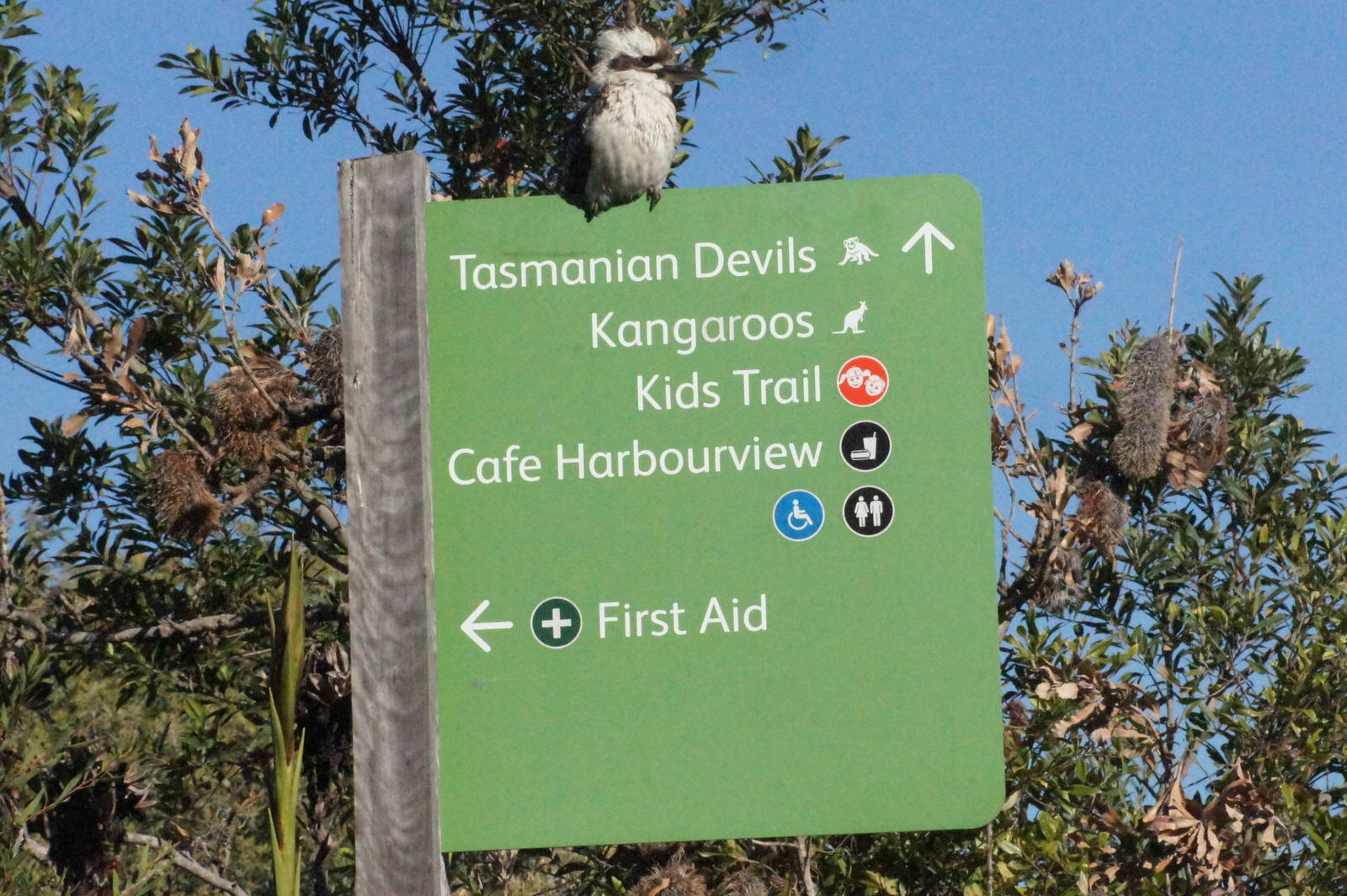 Wild laughing kookaburra