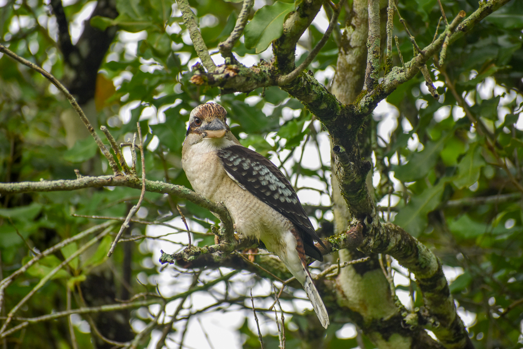 wild - Laughing Kookaburra