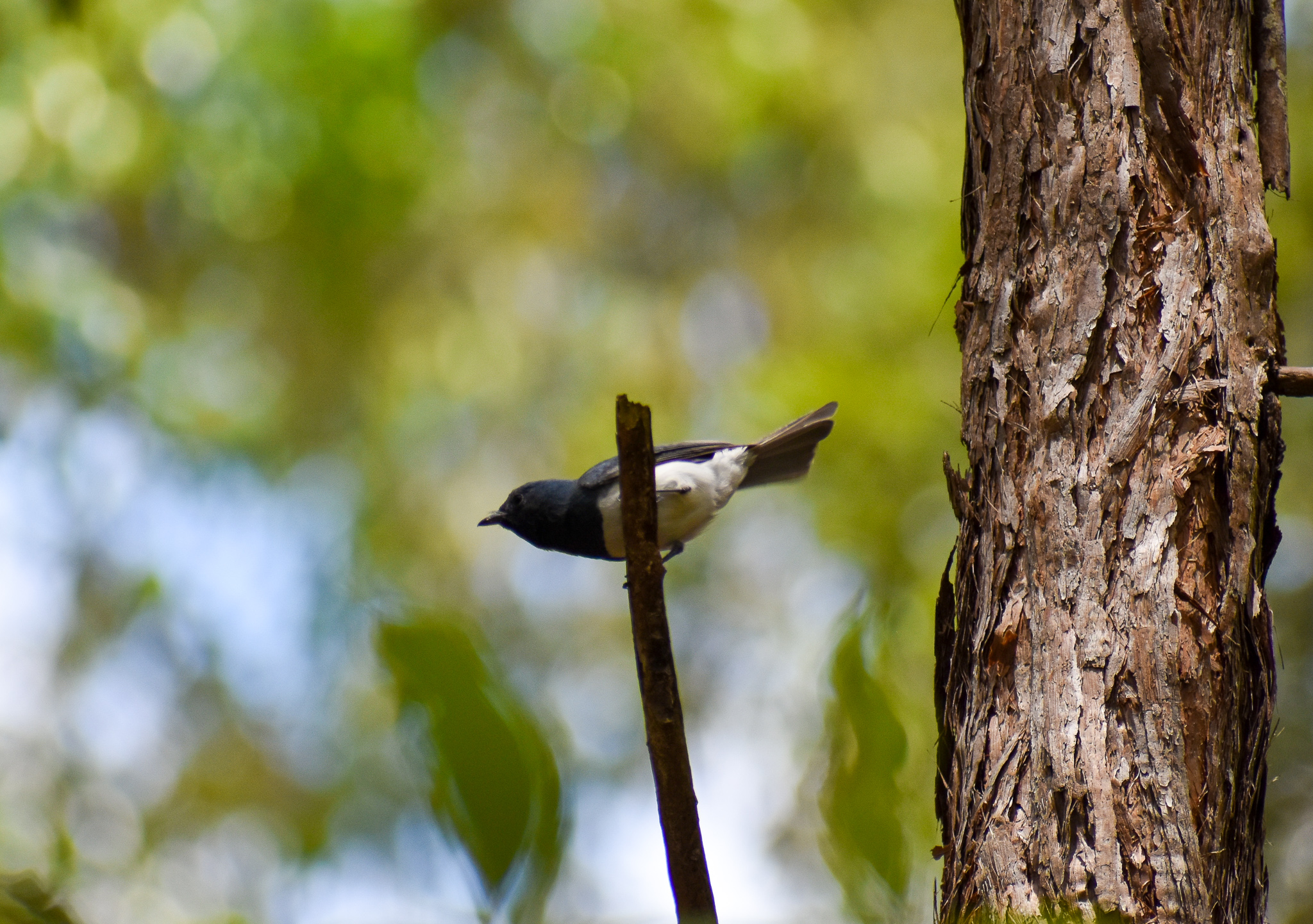 Wild - Leaden Flycatcher (Myiagra rubecula)
