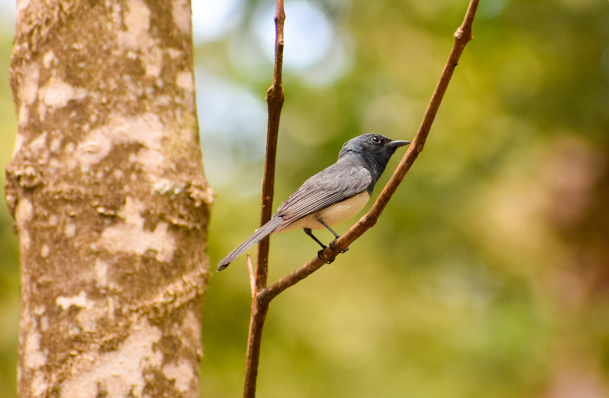 Wild - Leaden Flycatcher (Myiagra rubecula)