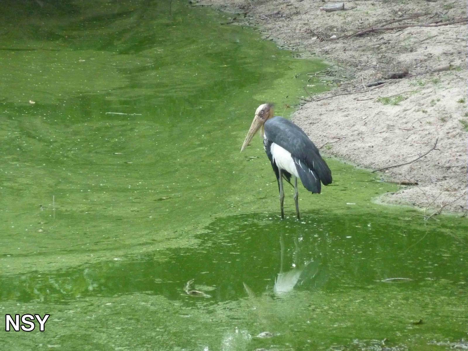 Wild lesser adjutant, May 2013.
