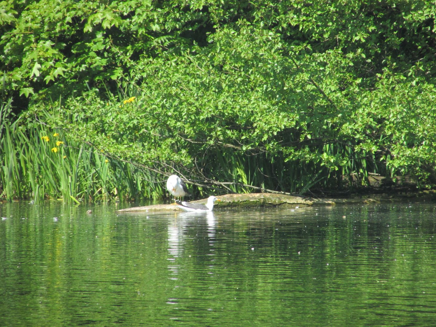 Wild lesser black-backed gulls