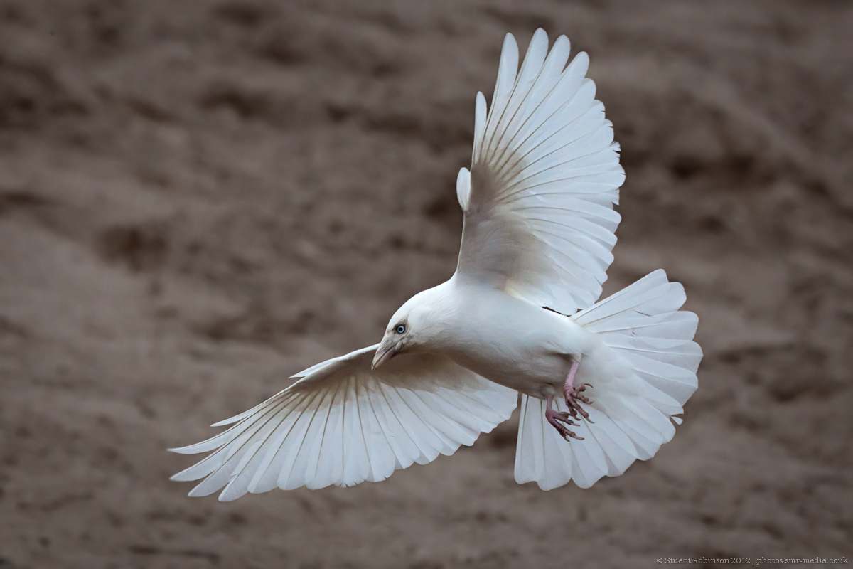 Wild Leucistic Jackdaw - 10/10/2012