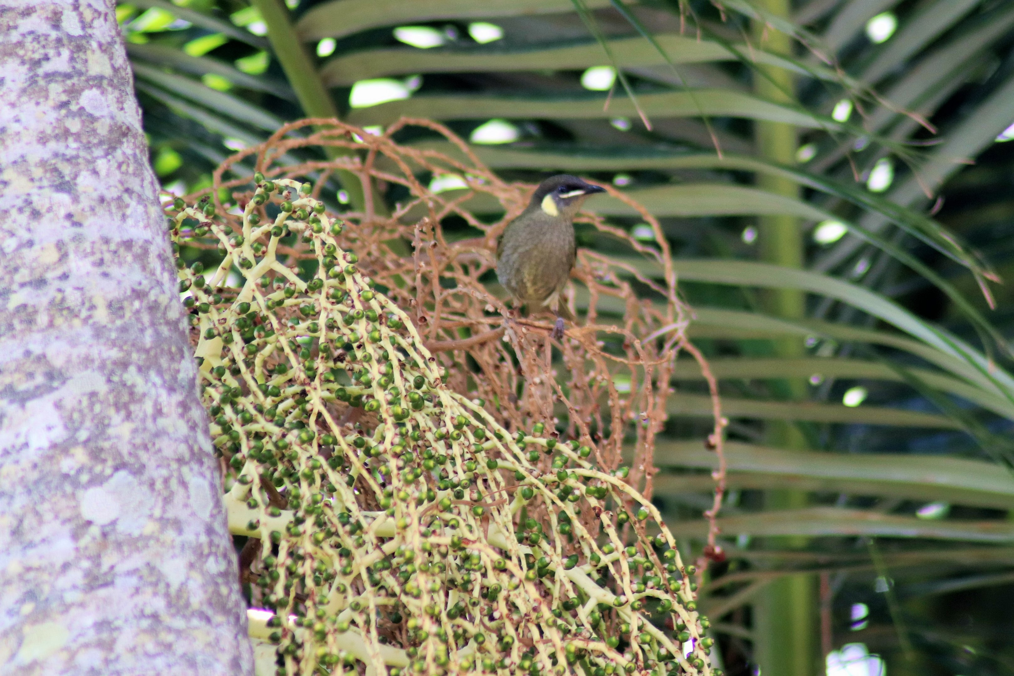 Wild Lewin's Honeyeater (Meliphaga lewinii)