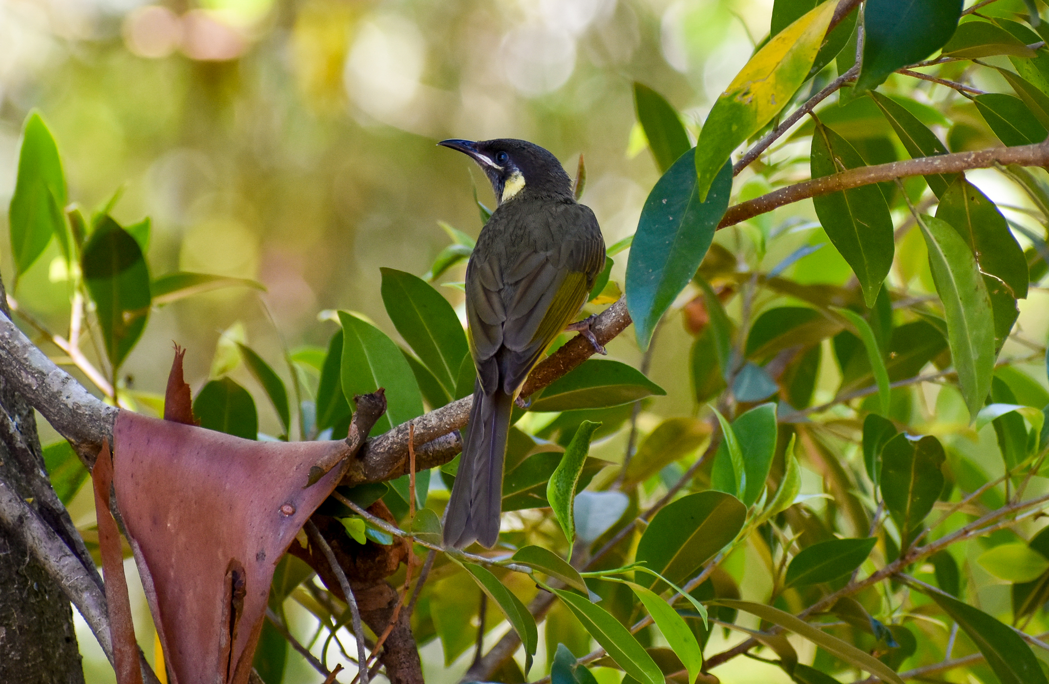 Wild - Lewin's Honeyeater (Meliphaga lewinii)