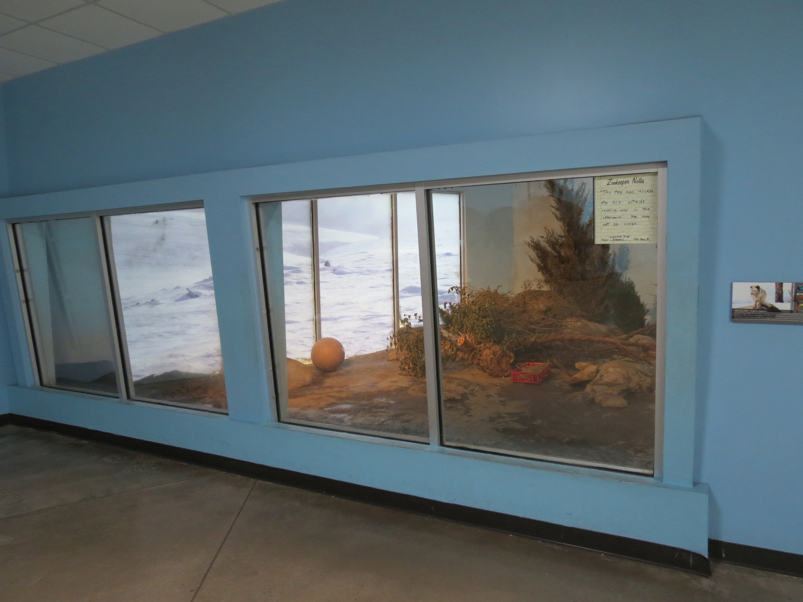 Wild Life Trek - Life in the Cold - Arctic Fox Exhibit