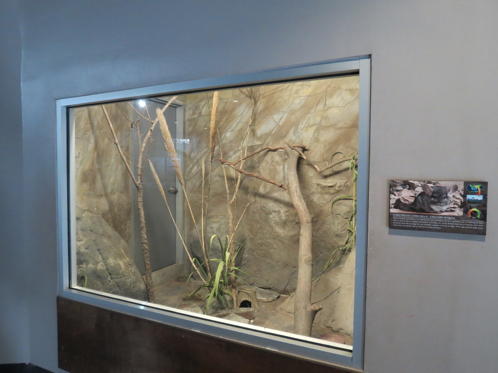 Wild Life Trek - Life in the Cold - Long-tailed Chinchilla Exhibit