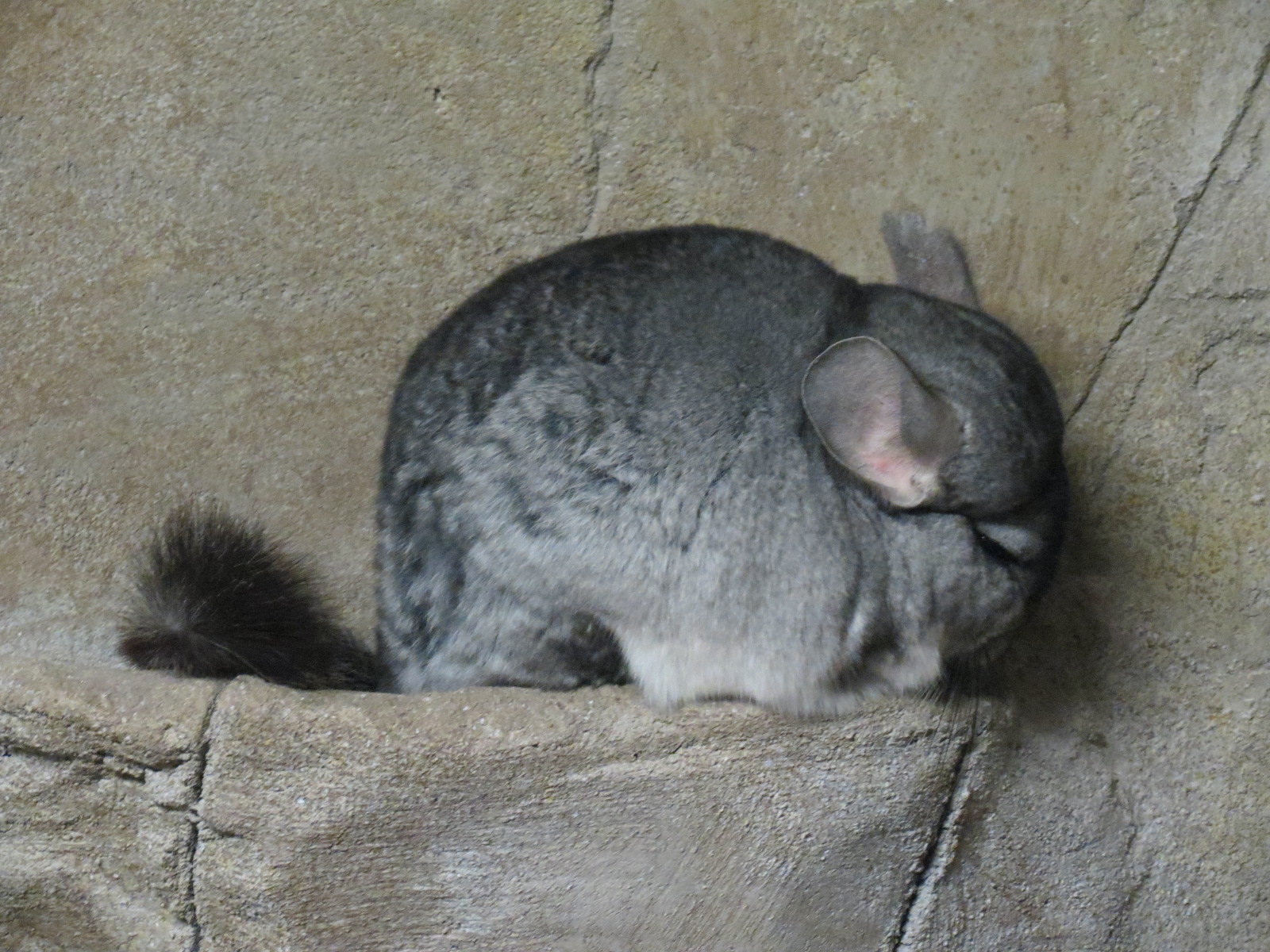 Wild Life Trek - Life in the Cold - Long-tailed Chinchilla Exhibit