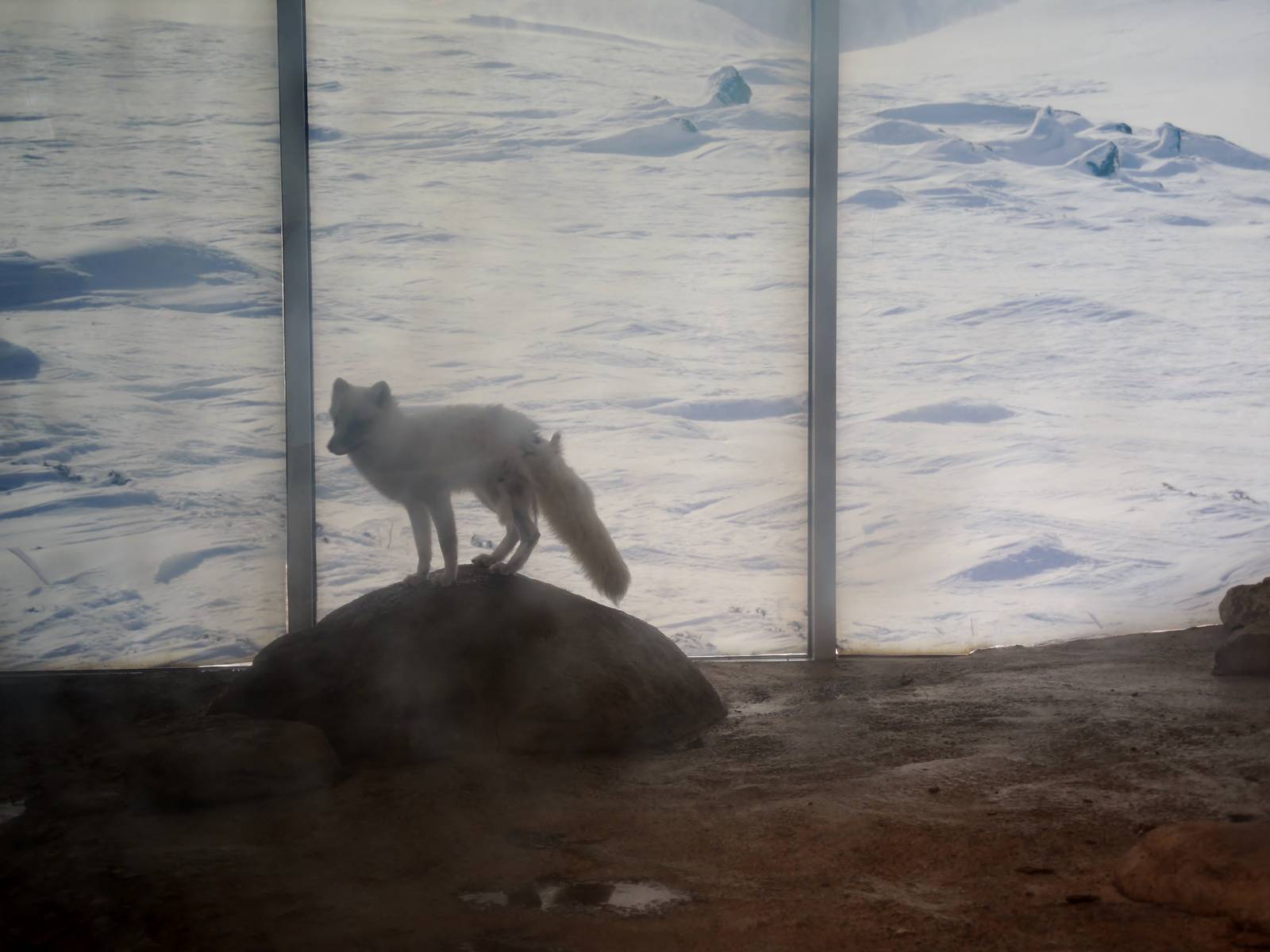 Wild Life Trek - Life in the Cold