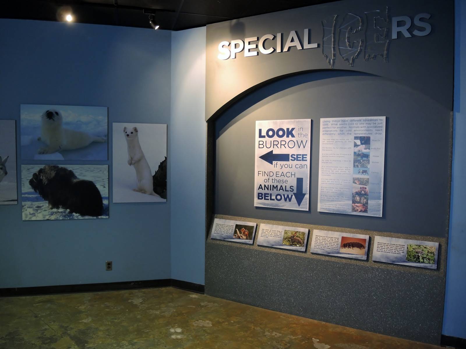 Wild Life Trek - Life in the Cold