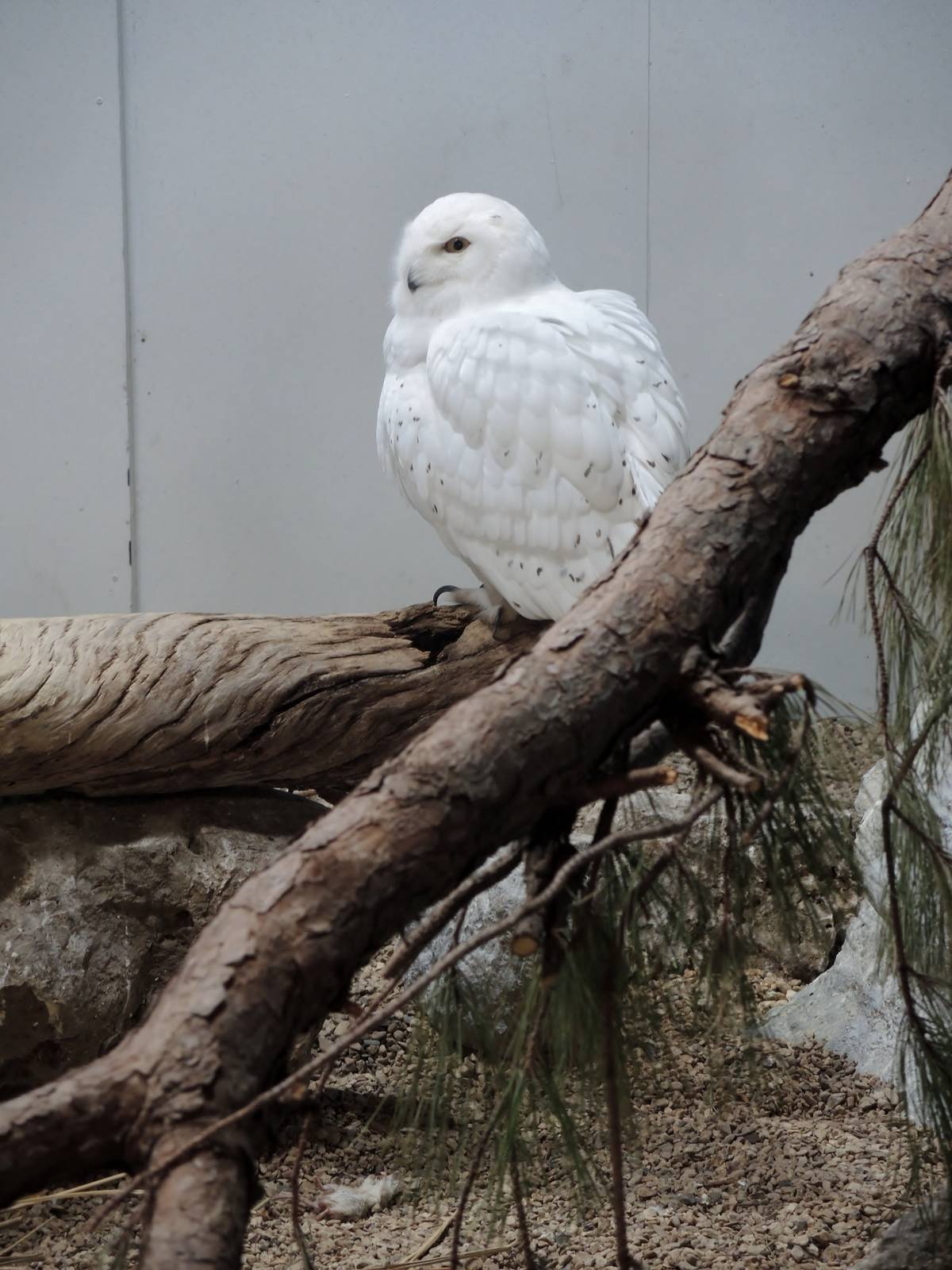 Wild Life Trek - Life in the Cold