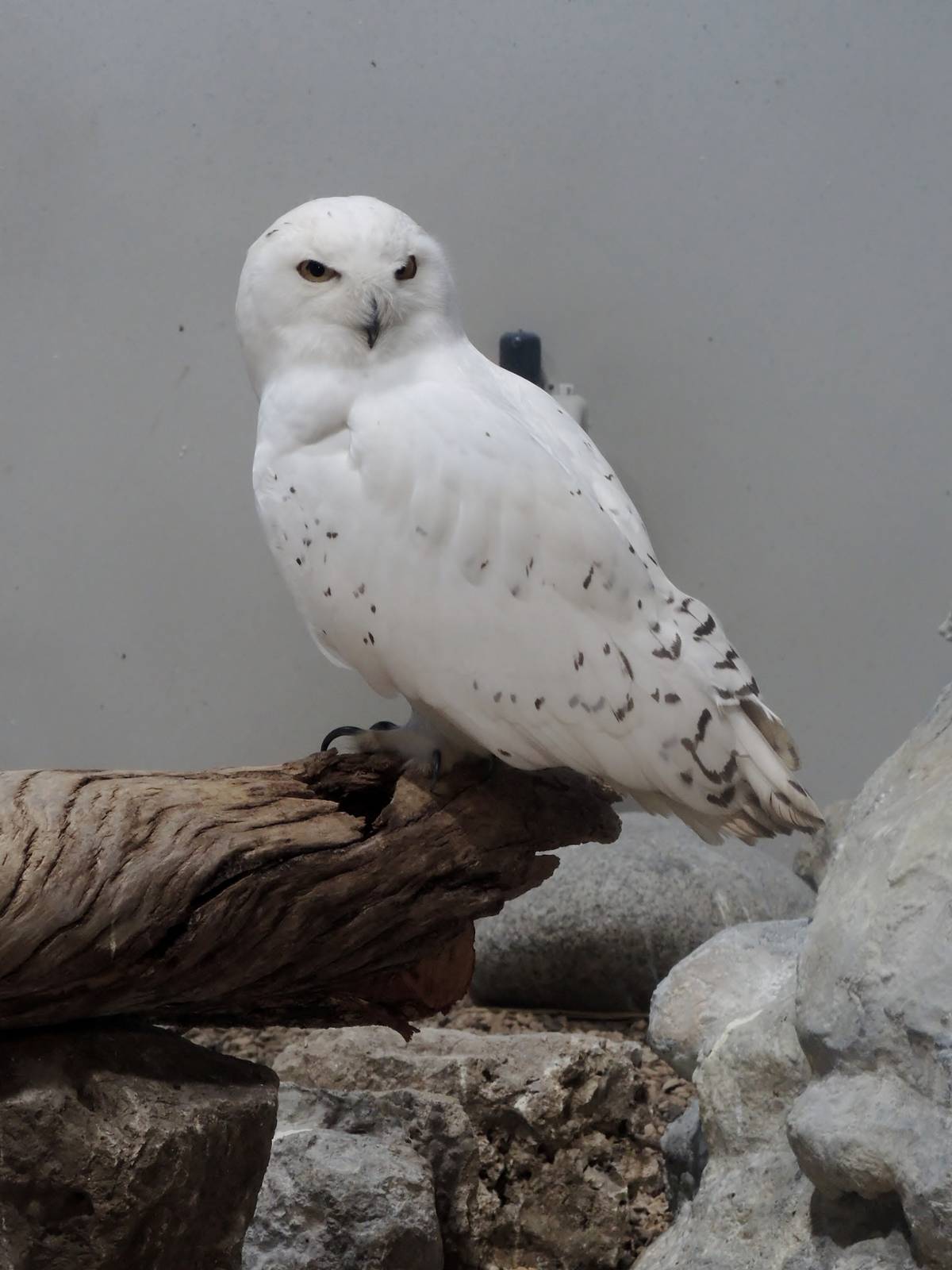 Wild Life Trek - Life in the Cold