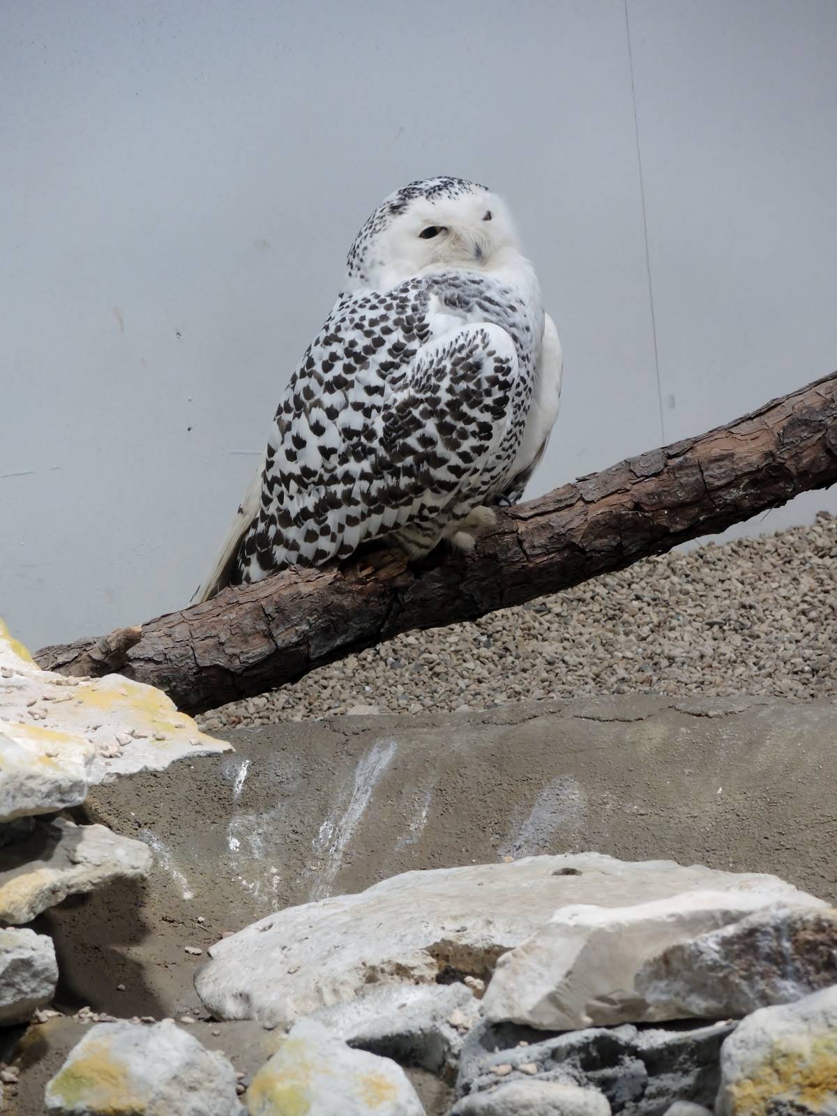 Wild Life Trek - Life in the Cold