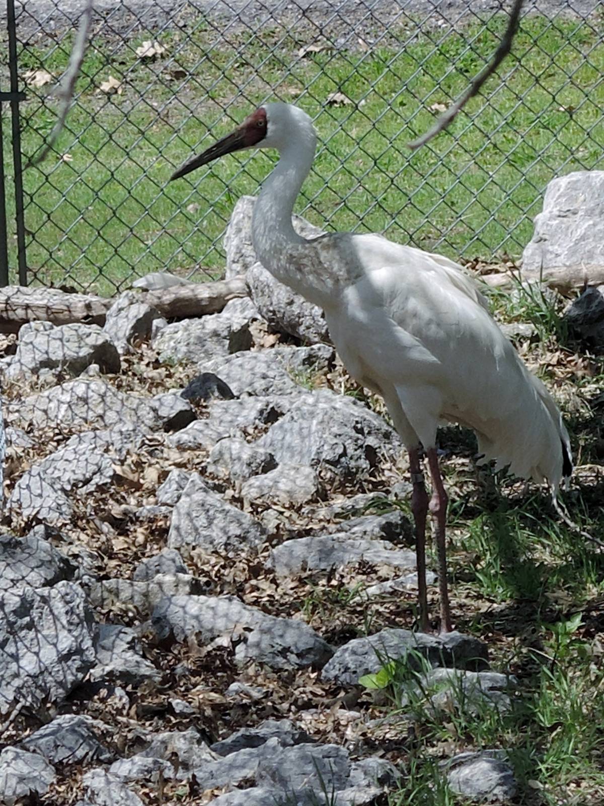 Wild Life Trek - Life in the Cold