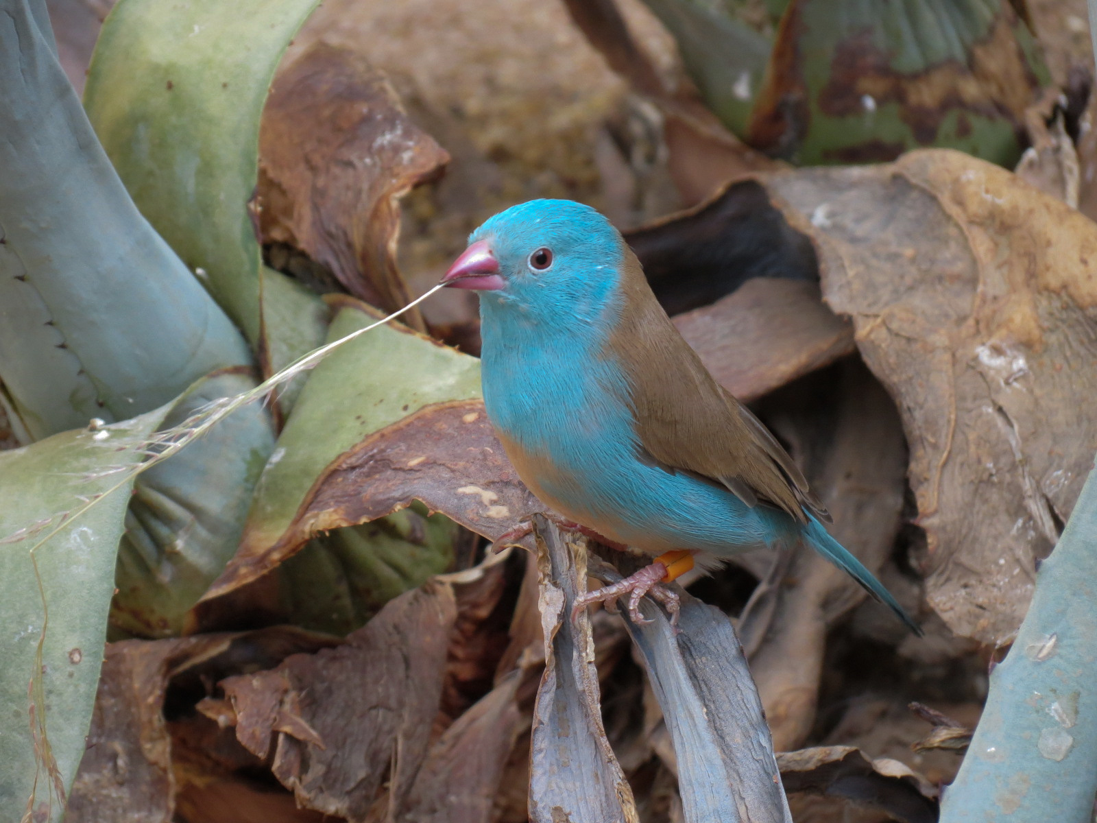 Wild Life Trek - Life in the Desert - Walk-through Aviary Room - Blue-capped Cordon Bleu