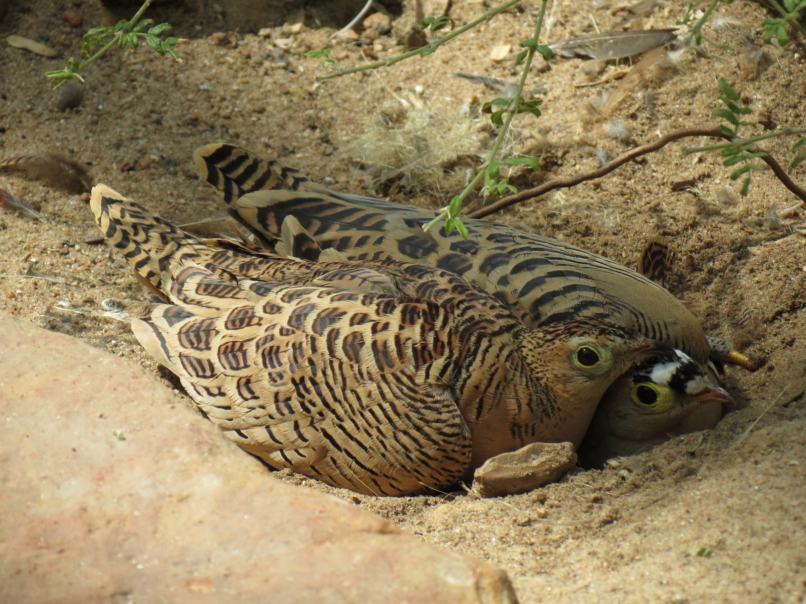 Wild Life Trek - Life in the Desert - Walk-through Aviary Room - Four-banded Sandgrouse