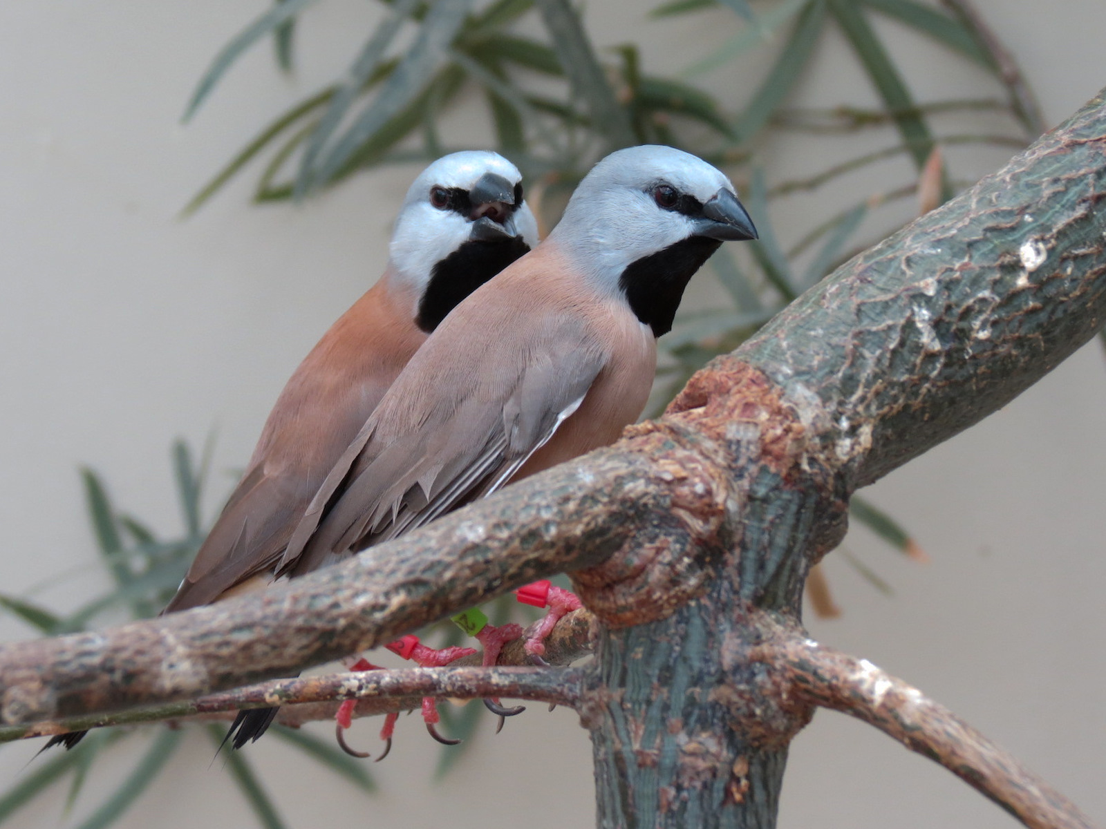 Wild Life Trek - Life in the Desert - Walk-through Aviary Room - Parson Finch