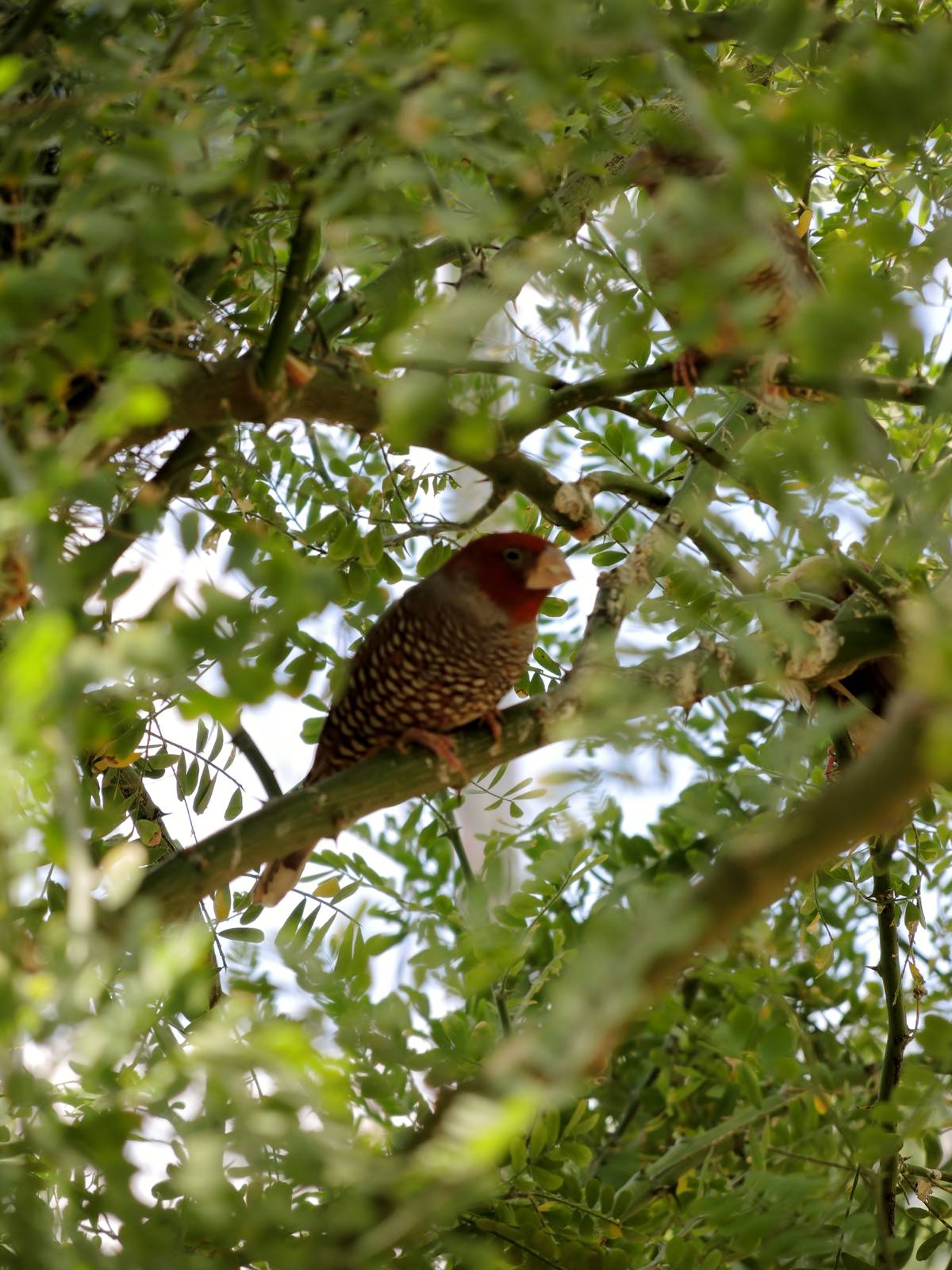 Wild Life Trek - Life in the Desert