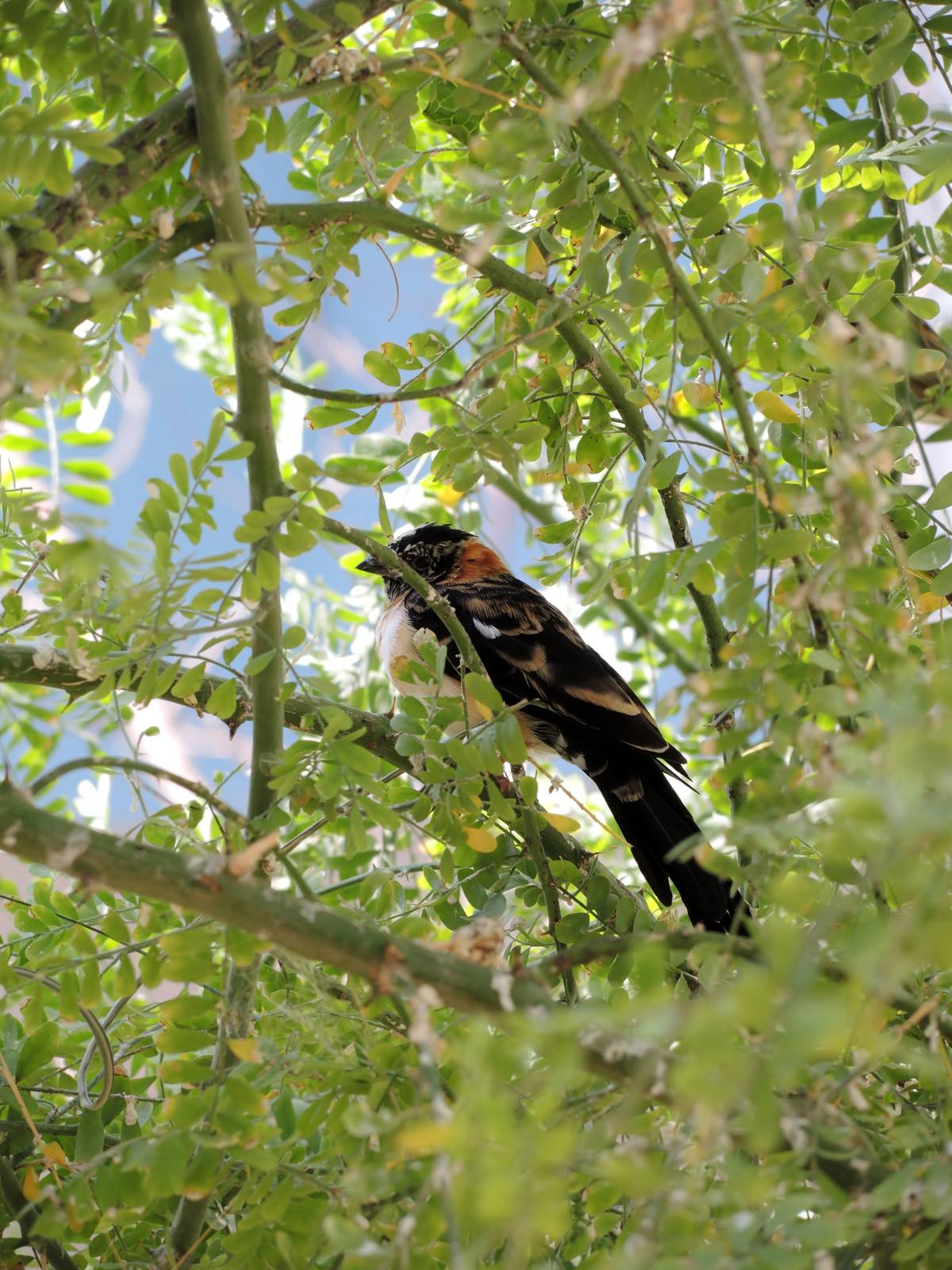 Wild Life Trek - Life in the Desert