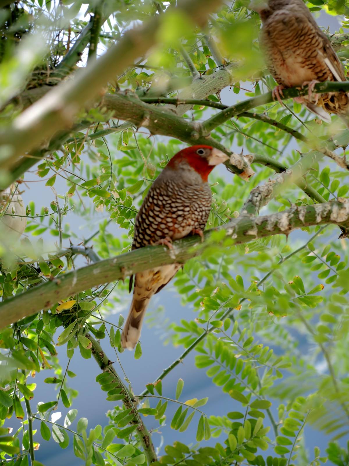 Wild Life Trek - Life in the Desert