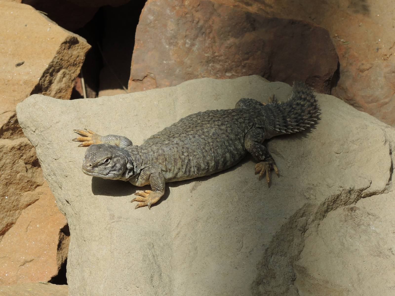 Wild Life Trek - Life in the Desert